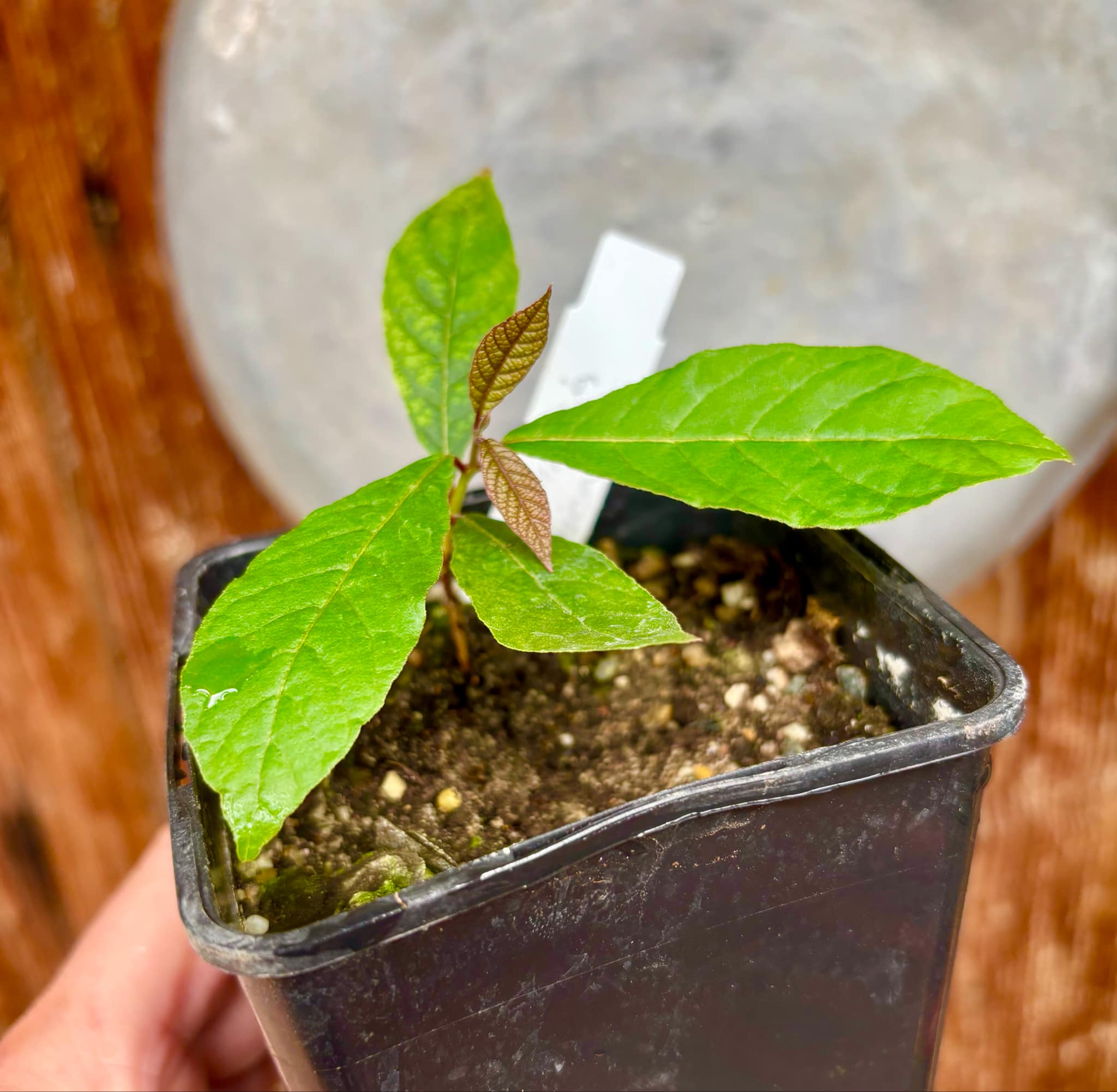 Campomanesia aromatica - Guabiraba - 1 small potted seedling / 1 kleiner, getopfter Sämling