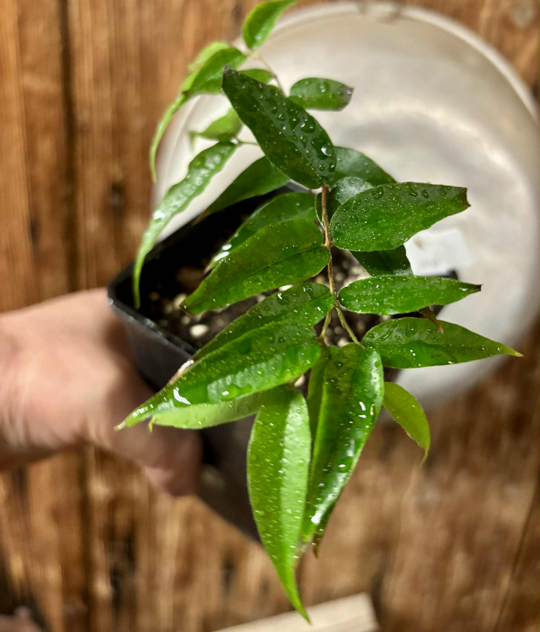 Plinia sp Cabo longo Sao Joao -  1 potted seedling / 1  getopfter Sämling