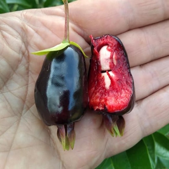 Eugenia involucrata var. Scarlet - 1 potted plant / 1 getopfte Pflanze