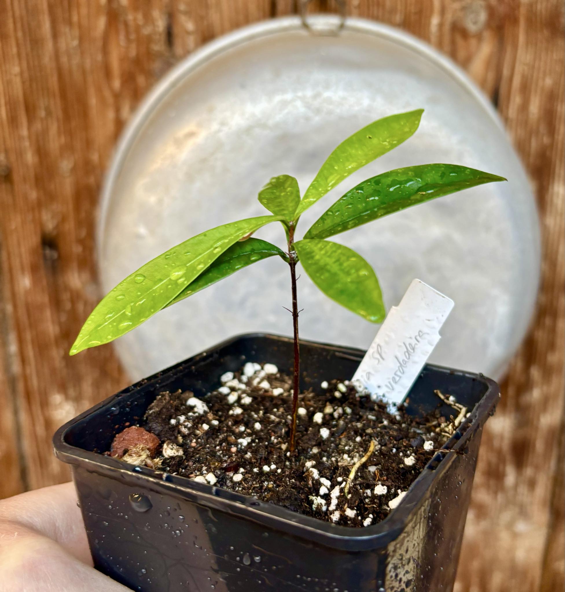 Eugenia sp Batinga Verdadeira -  1 potted plant / 1 getopfte Pflanze