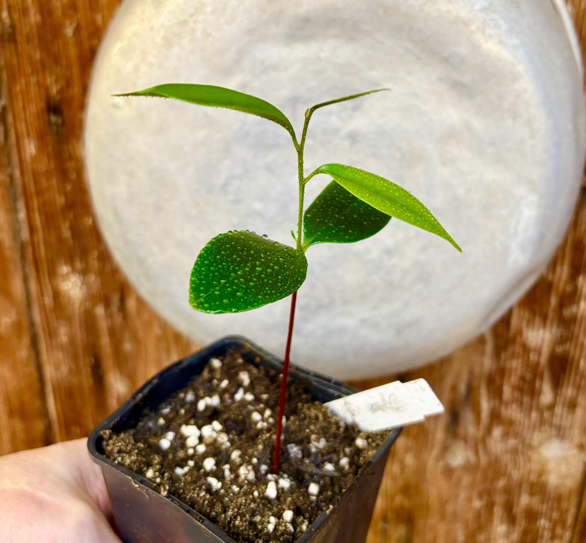 Diploon cuspidatum  -  1 small potted seedling / 1 kleiner, getopfter Sämling