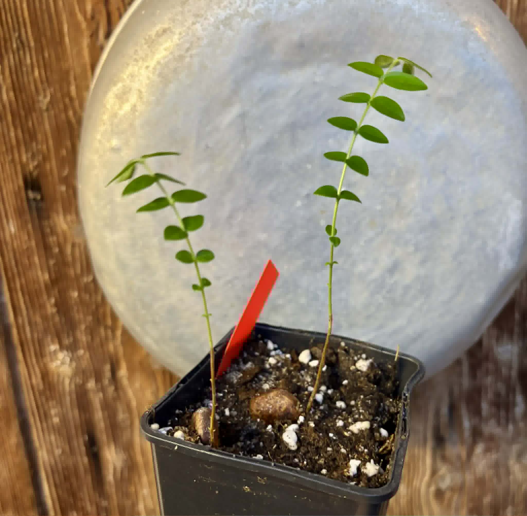 2 in 1 pot - Myrciaria sp Pastora - 2 seedlings in one pot / 2 Sämlinge in einem Topf