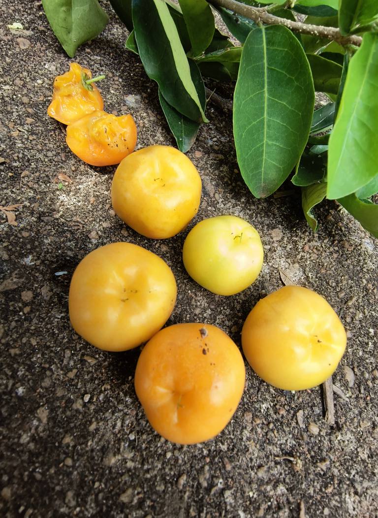 Yellow Acerola (Malpighia glabra) - 1 fresh seed / 1 frischer Samen