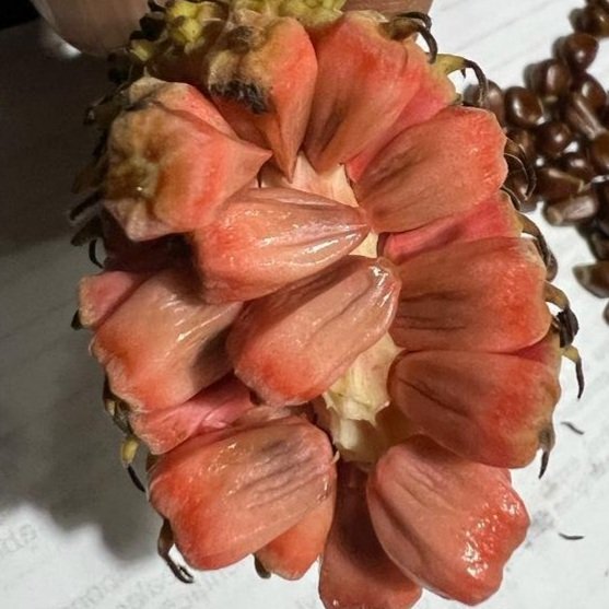 Duguetia magnolioidea  - 1 fresh seed / 1 frischer Samen