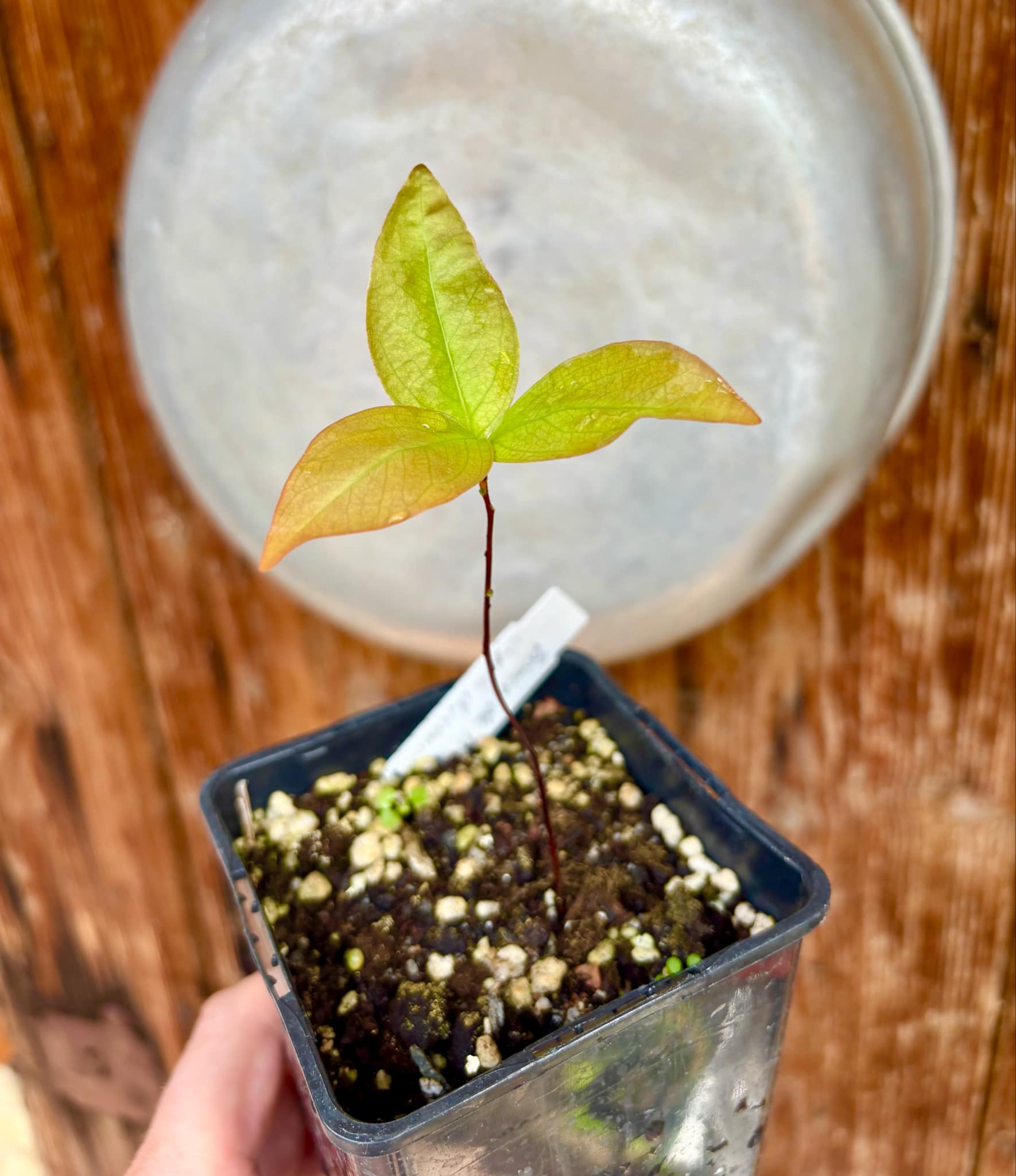 Cagaita var. "Brinco de Princesa" (Eugenia dysenterica) - 1 potted plant / 1 getopfte Pflanze
