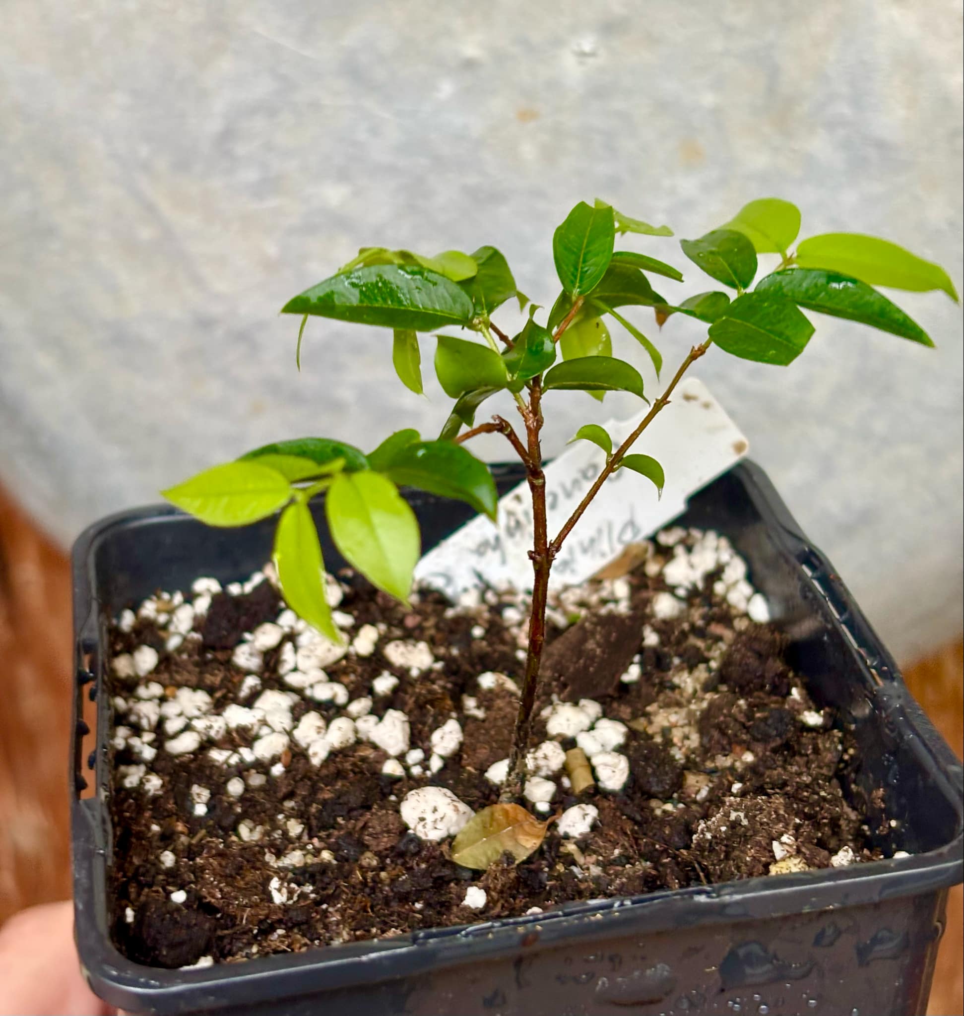 Jaboticaba - Plinia sp Canelinha Polpa rosea - 1 small potted seedling / 1 kleiner, getopfter Sämling