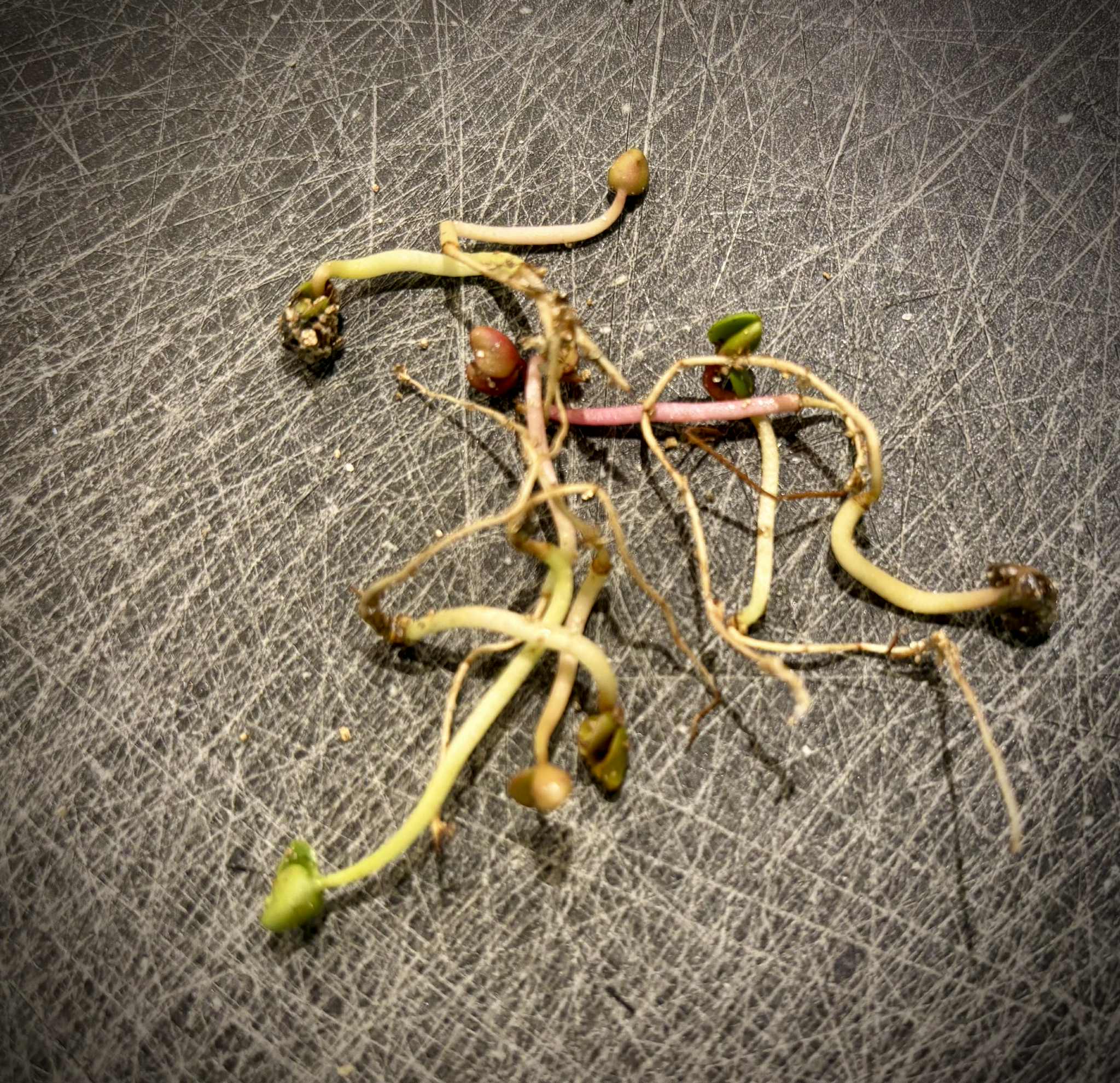 Bico Doce (Algrizea macrochlamys) -  2 germinated seeds / 2 gekeimte Samen