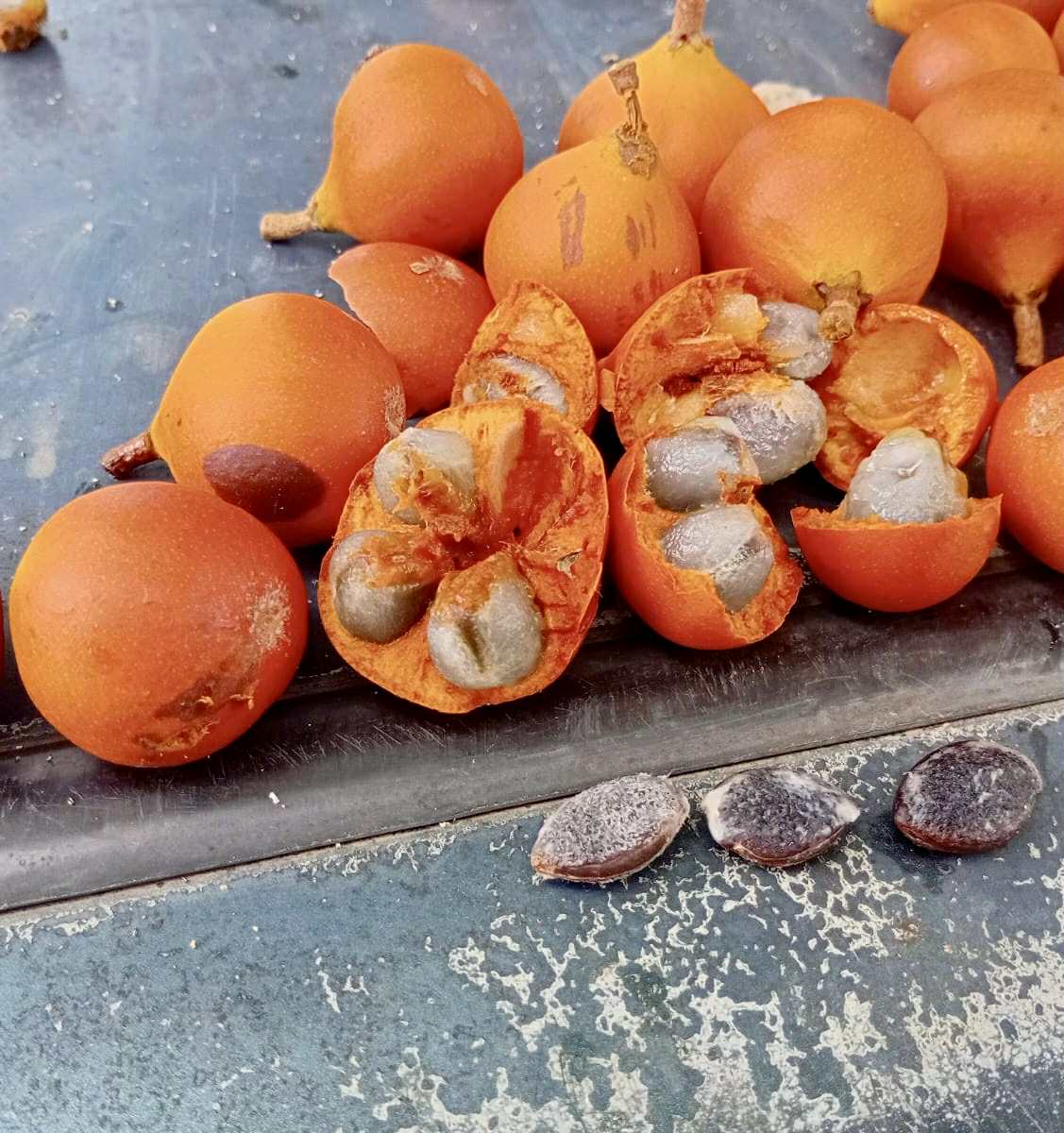 Pouteria sp Alaranjada - 1 fresh seed / 1 frischer Samen