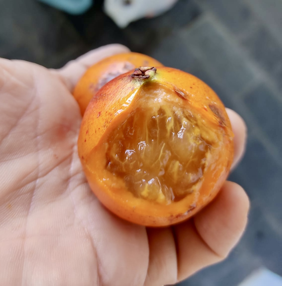 Plinia sp Cambuca vermelha - Rare exotic plant - Seltene exotische Pflanze