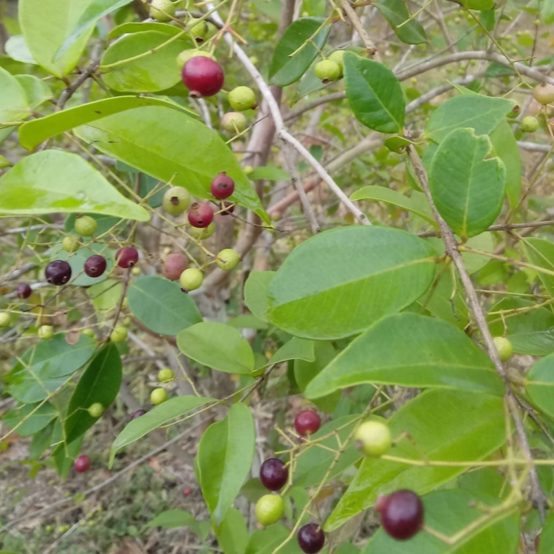 Myrcia multiflora - 1 germinated seed / 1 gekeimter Samen
