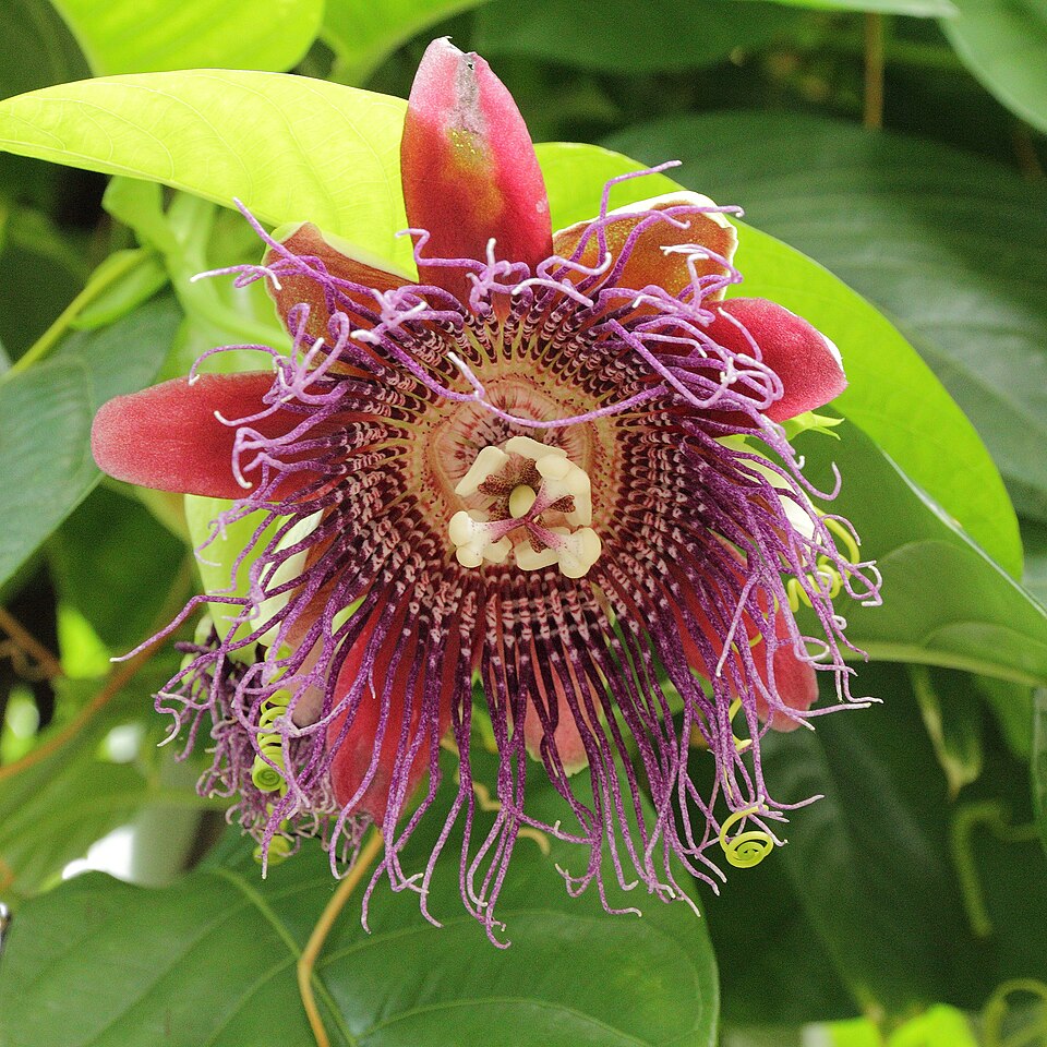 Passiflora quadrangularis - 5 fresh seeds / 5 frische Samen