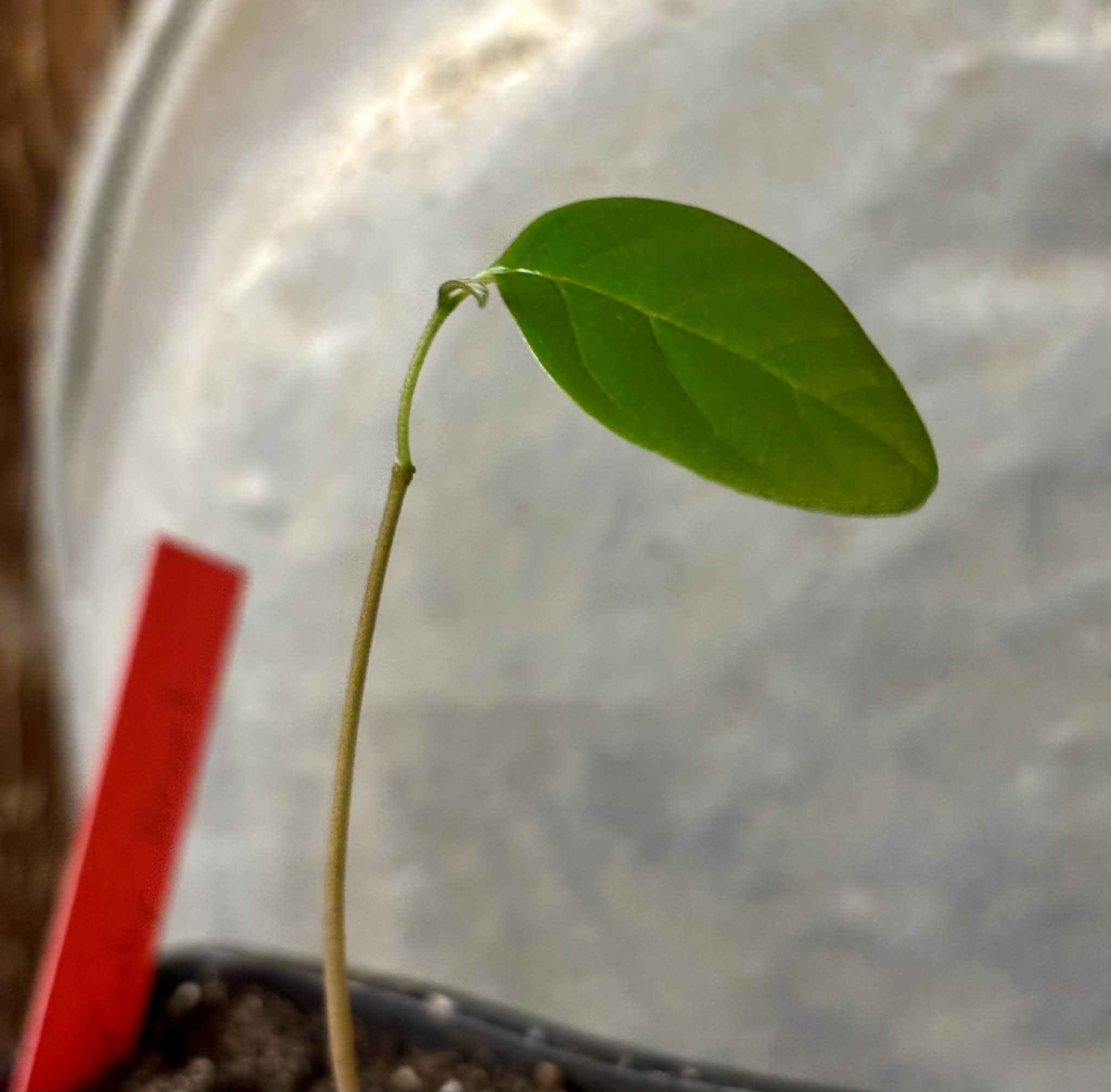 Annona reticulata var Ruby Heart- 1 potted seedling / 1 getopfter Sämling