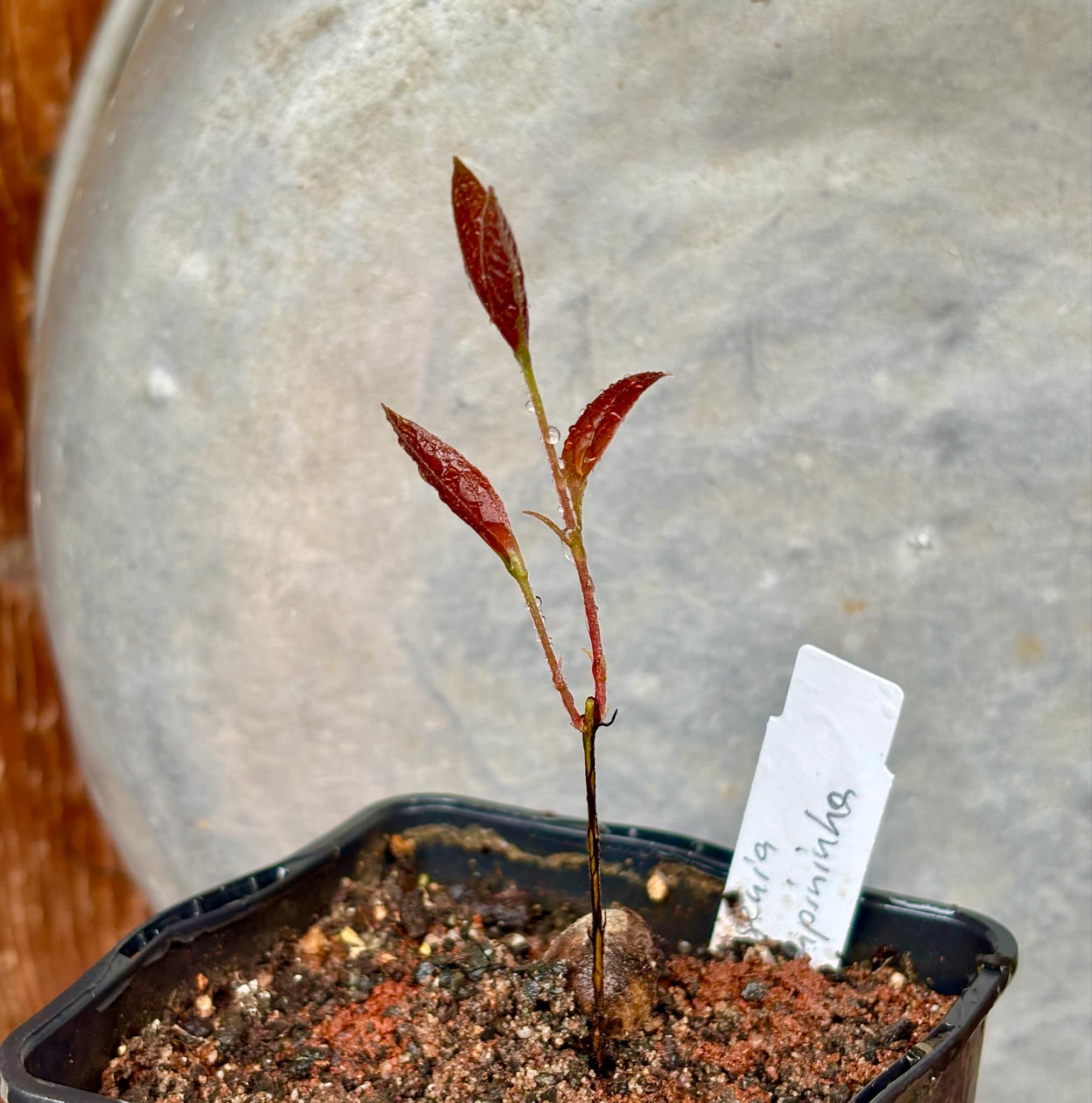 Eugenia campininha  -  1 small potted seedling / 1 kleiner, getopfter Sämling