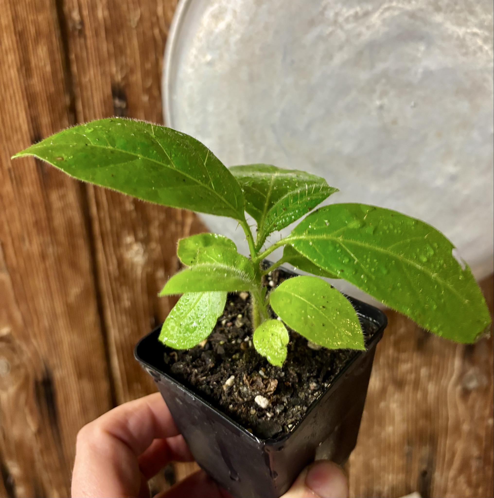 Solanum rumpincola - 1 small potted seedling / 1 kleiner, getopfter Sämling