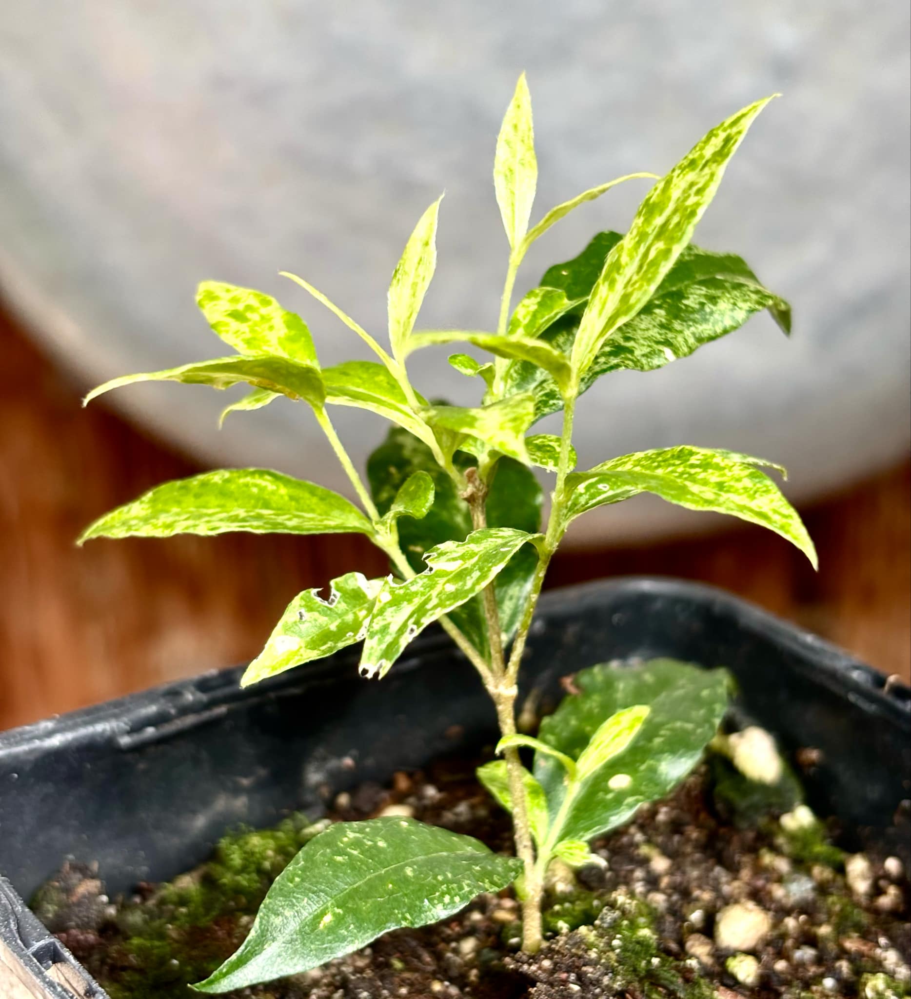 variegated Acerola (Malpighia glabra) rooted cutting - 1 potted rooted cutting / 1 getopfter, bewurzelter Steckling