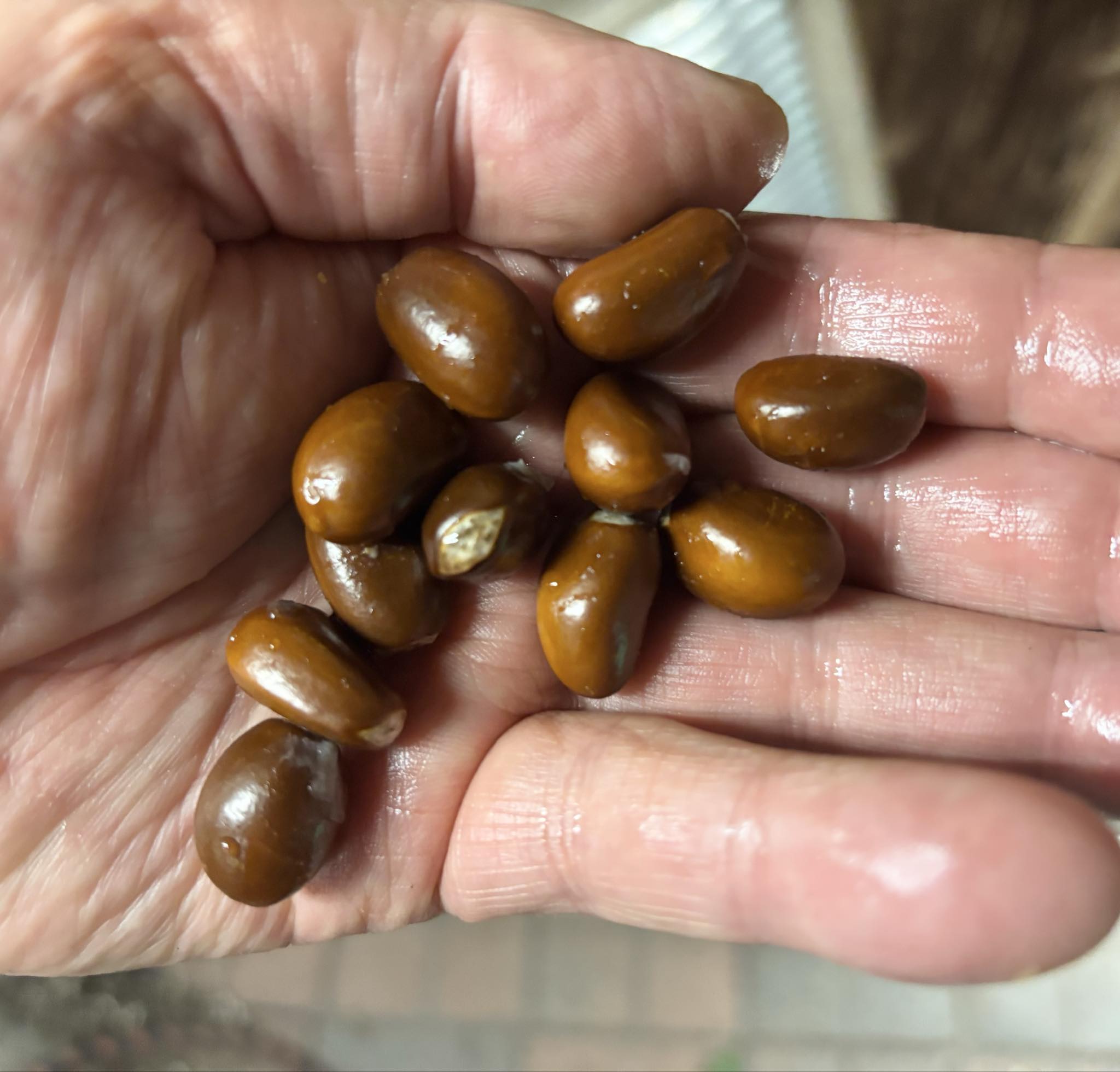 Ilama (Annona macroprophyllata) - 1 fresh seed / 1 frischer Samen