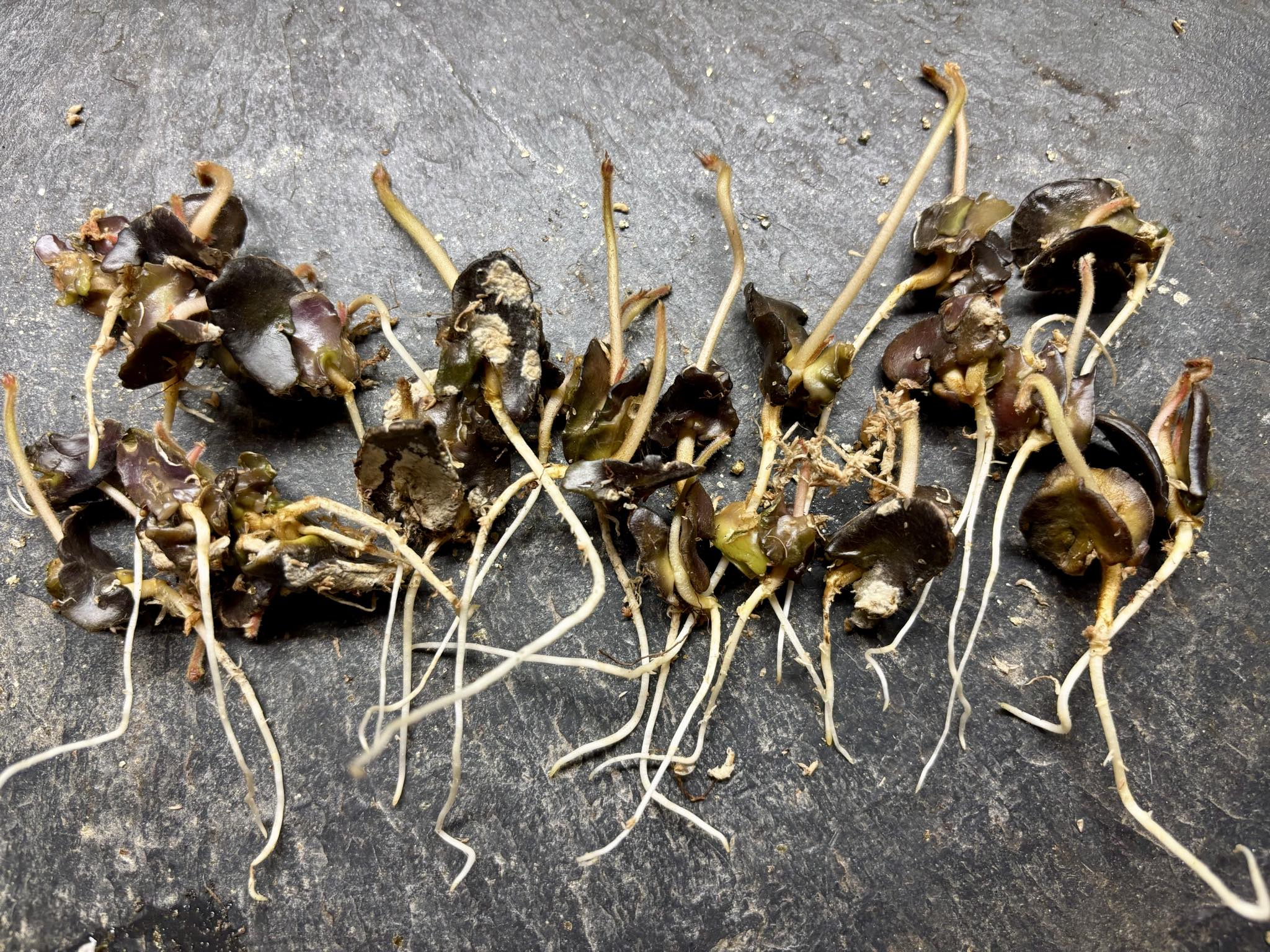 Inga feuilleei - Pacay Ice Cream Bean - 3 germinated seeds / 3 gekeimte Samen
