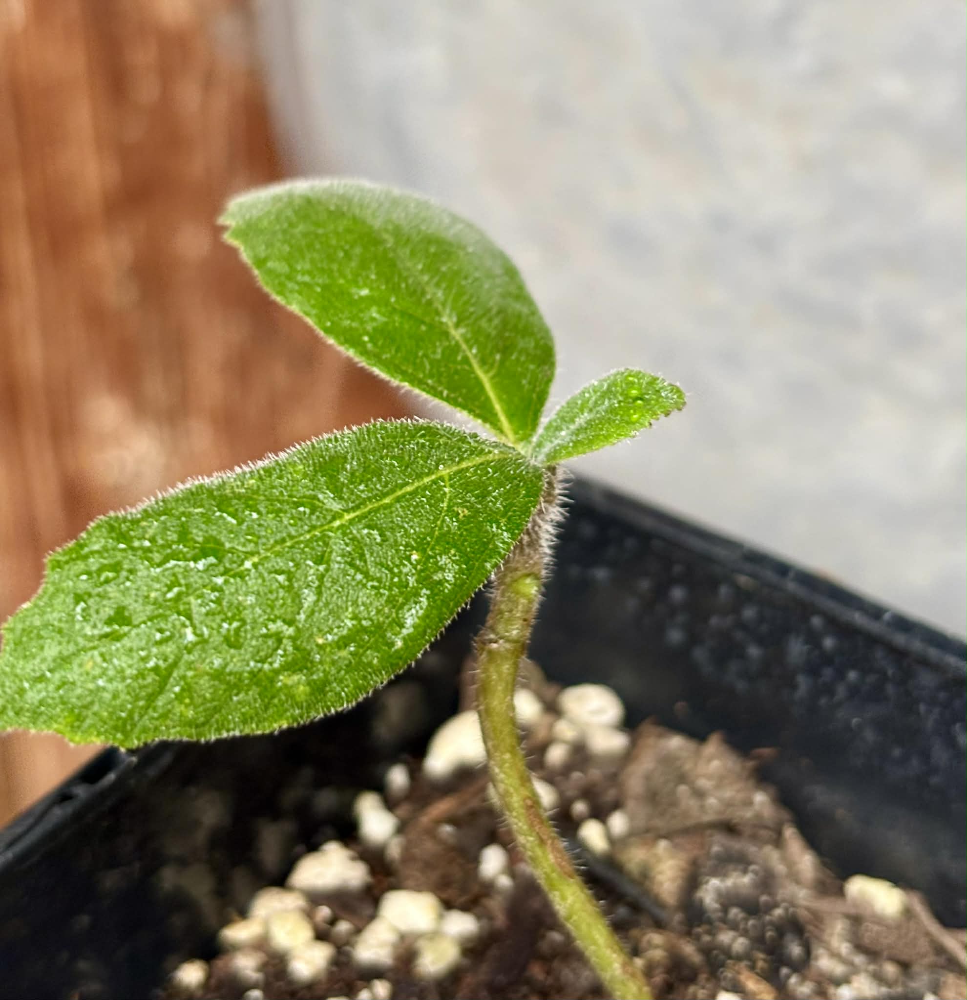 Zirikote (Cordia dodecandra) - 1 potted seedling / 1 getopfter Sämling