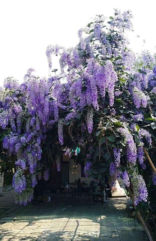 Sandpaper Vine (Petrea volubilis)  - 1 potted plant / 1 getopfte Pflanze
