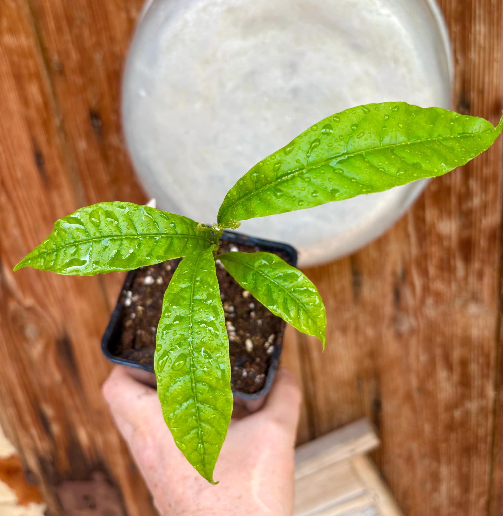 Abiu (Pouteria caimito) - 1 potted plant / 1 getopfte Pflanze
