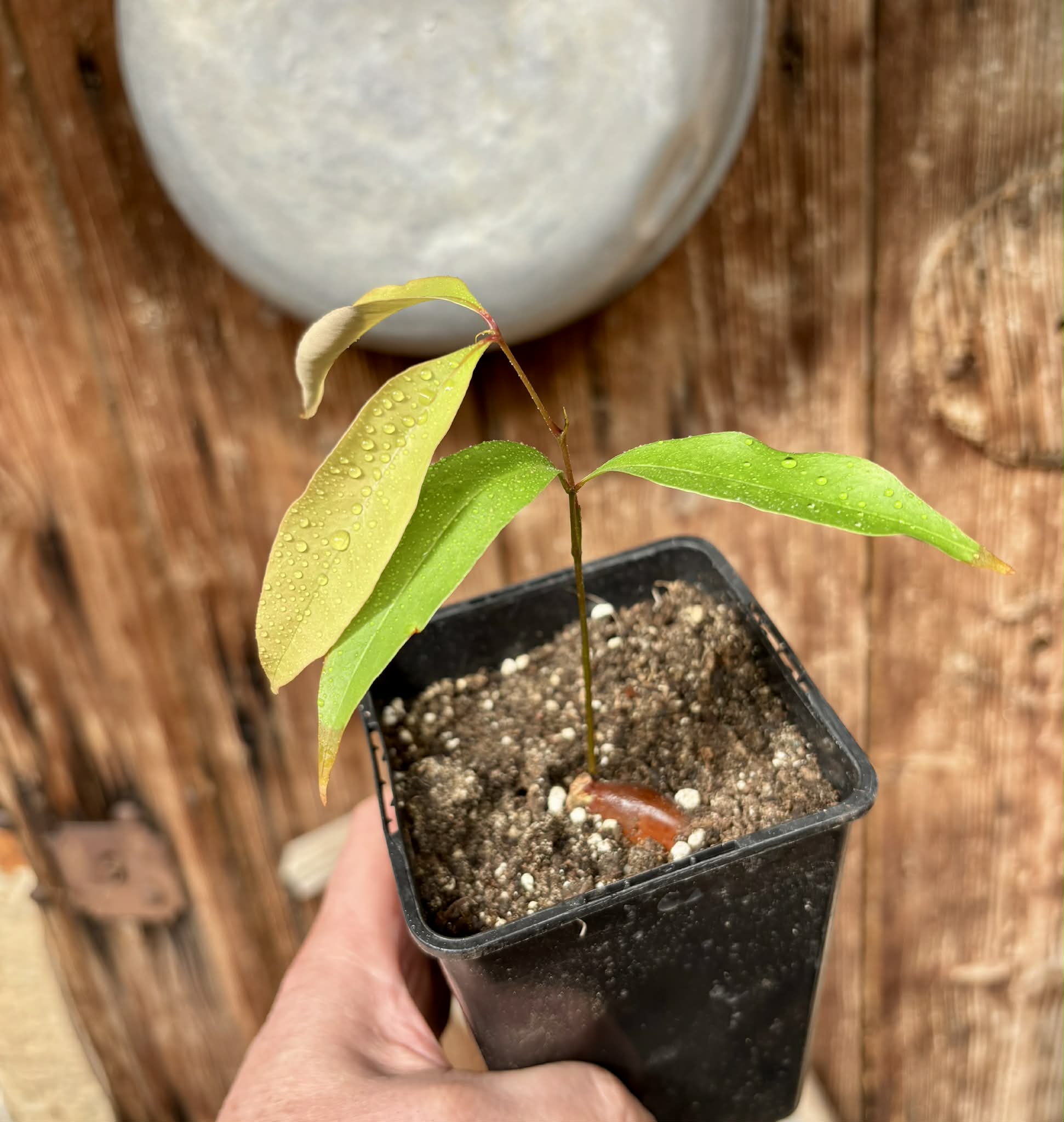 Litchi chinensis - var. Fei Zi Xiao (Litchi chinensis) - 1 potted seedling / 1 getopfter Sämling 