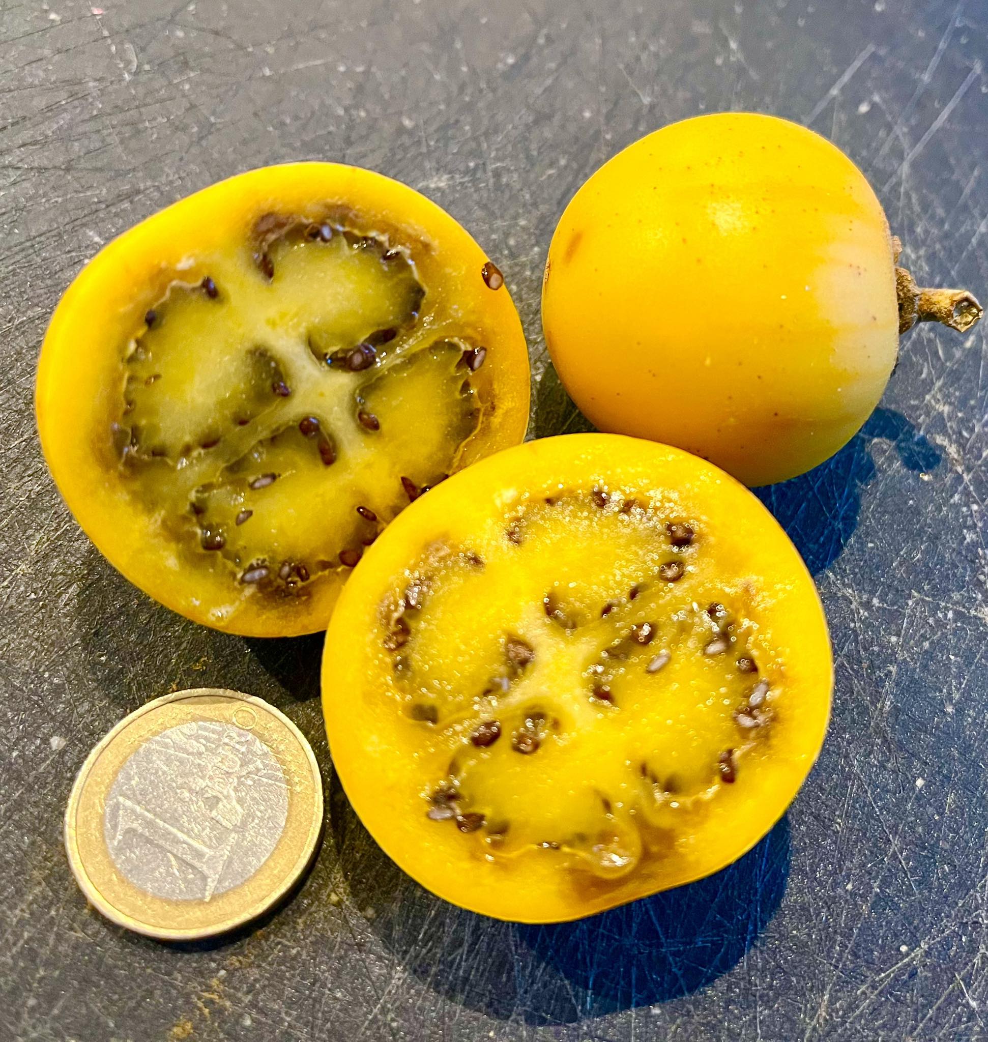 Juã-Açu - Solanum oocarpum - 1 fresh seed / 1 frischer Samen