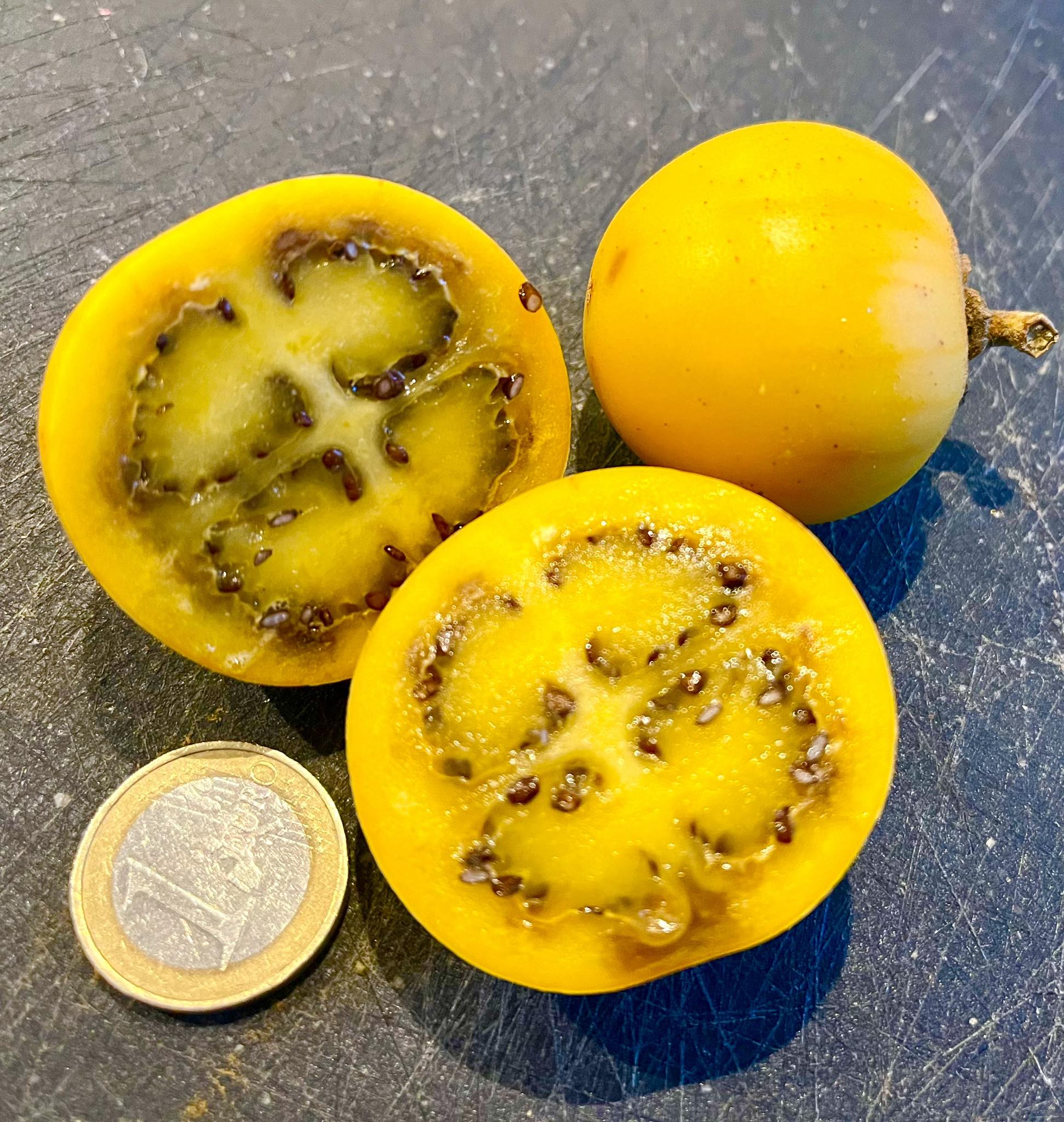 Juã-Açu - Solanum oocarpum  - 1 small potted plant / 1 kleine getopfte Pflanze 