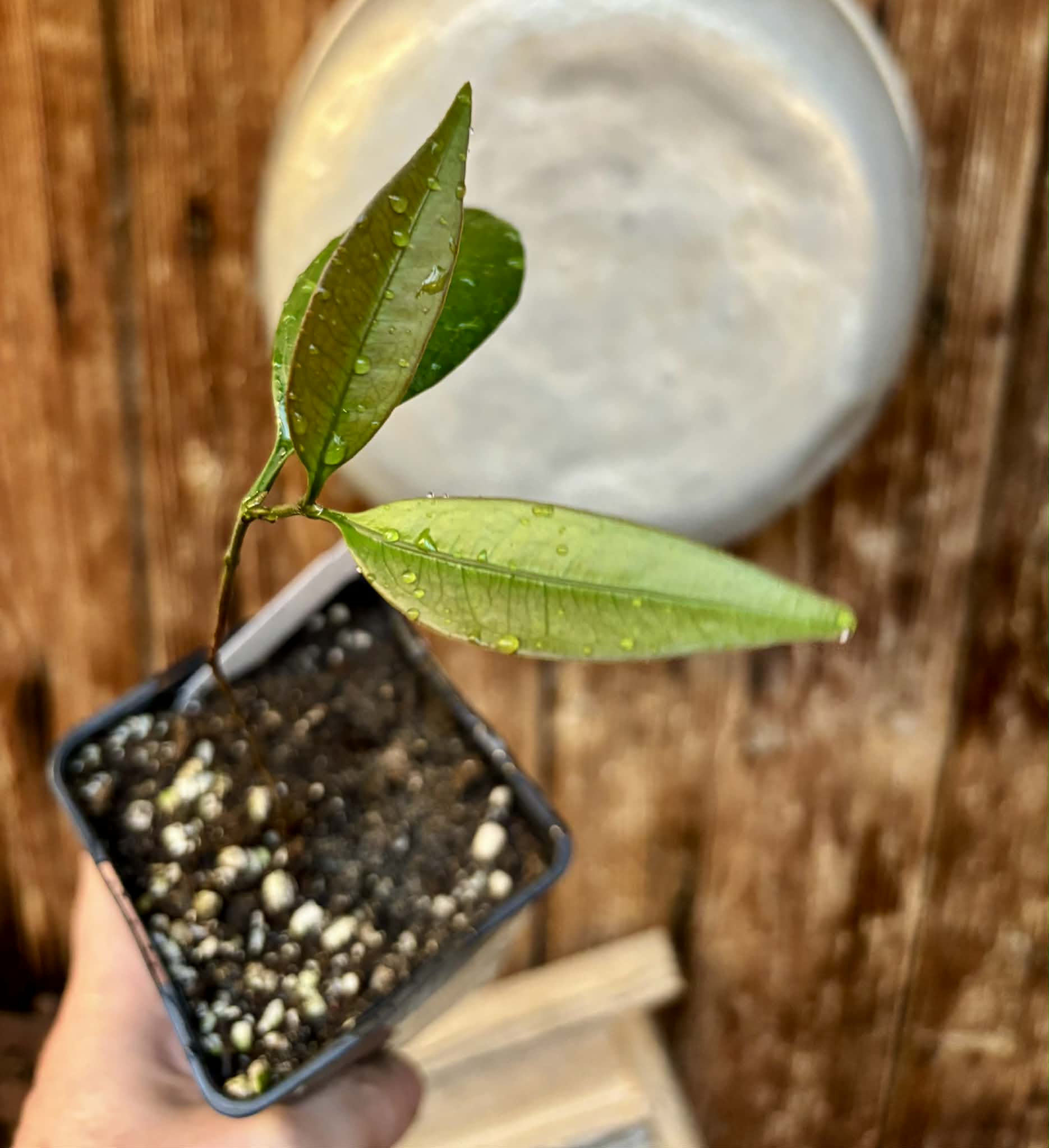 Eugenia sp Abacate -  1 potted seedling / 1 getopfter Sämling