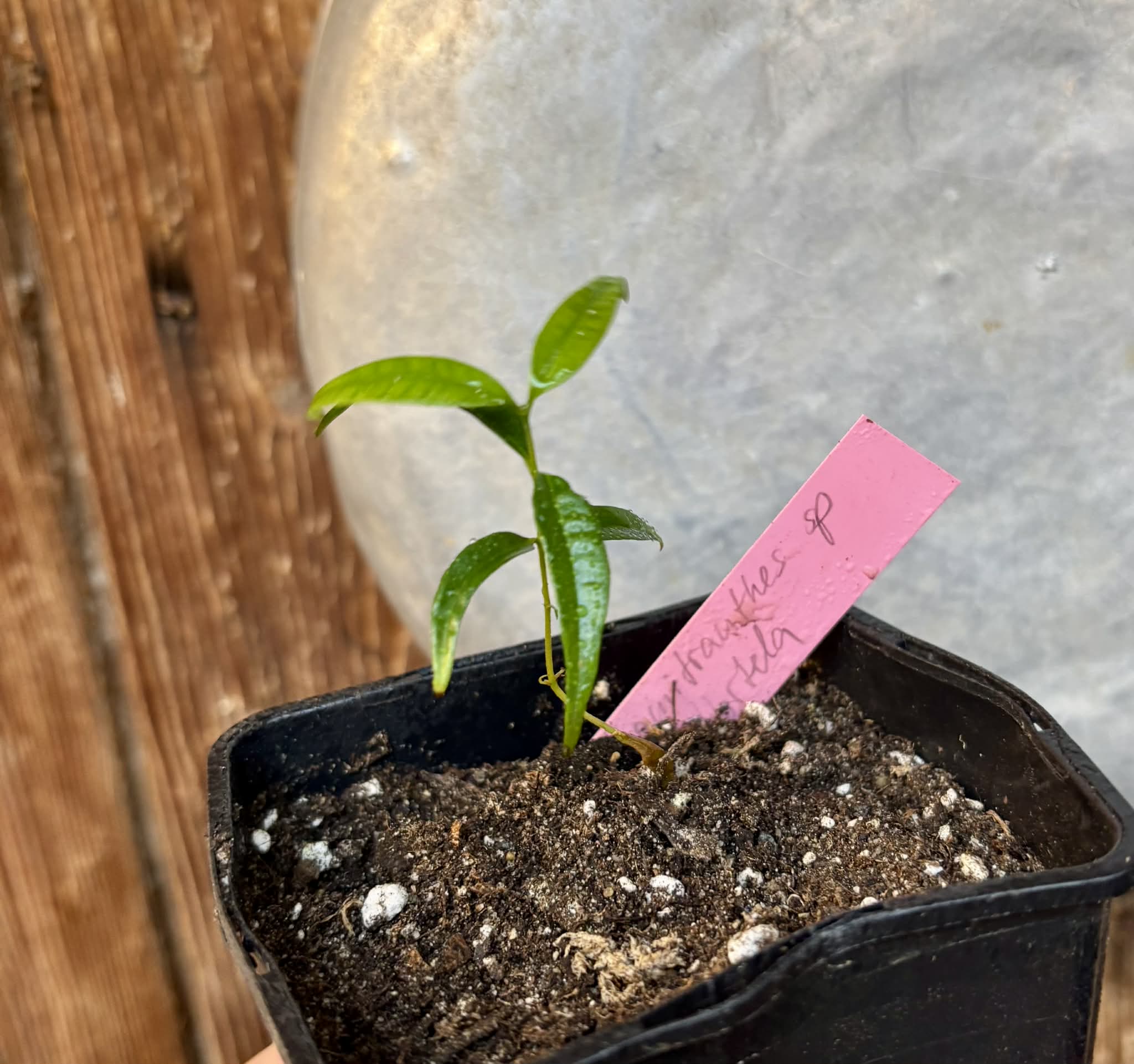 Neomitranthes sp Hortelo Tijuípe - 1 potted seedling / 1 getopfter Sämling