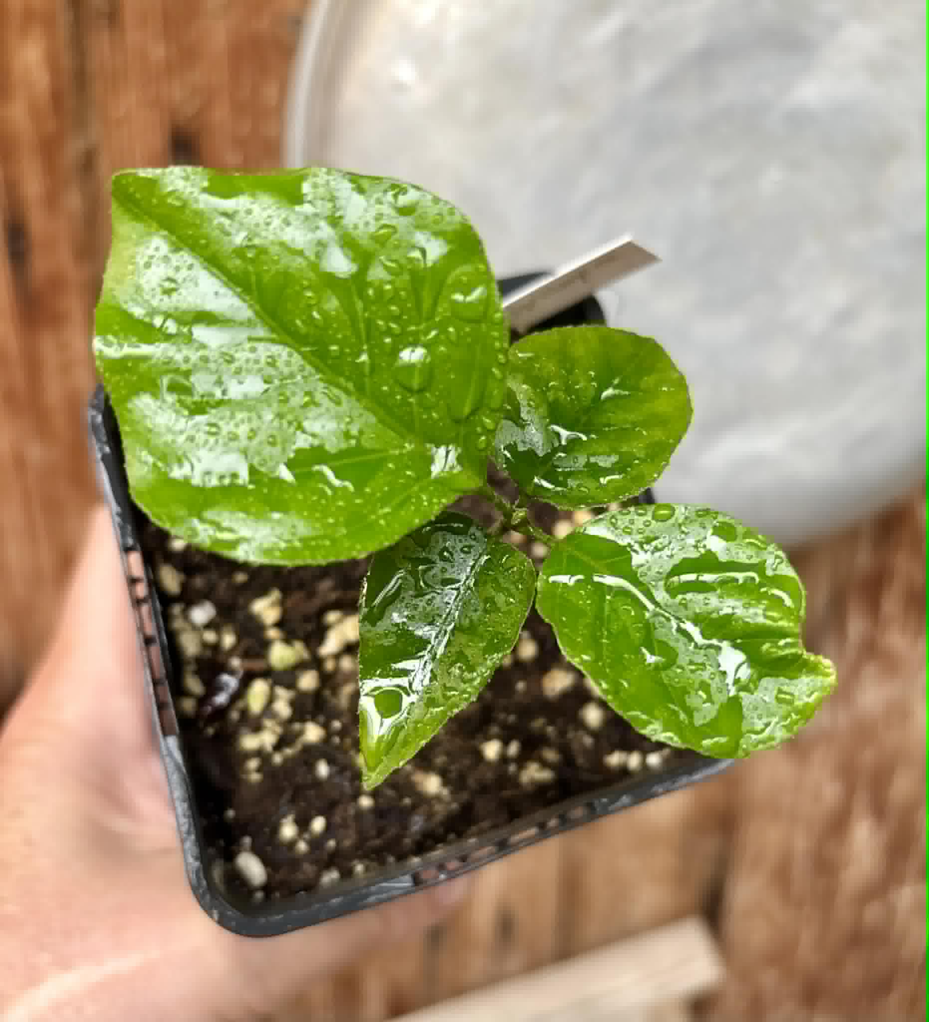 Wampee (Clausena lansium) - 1 potted seedling / 1 getopfter Sämling