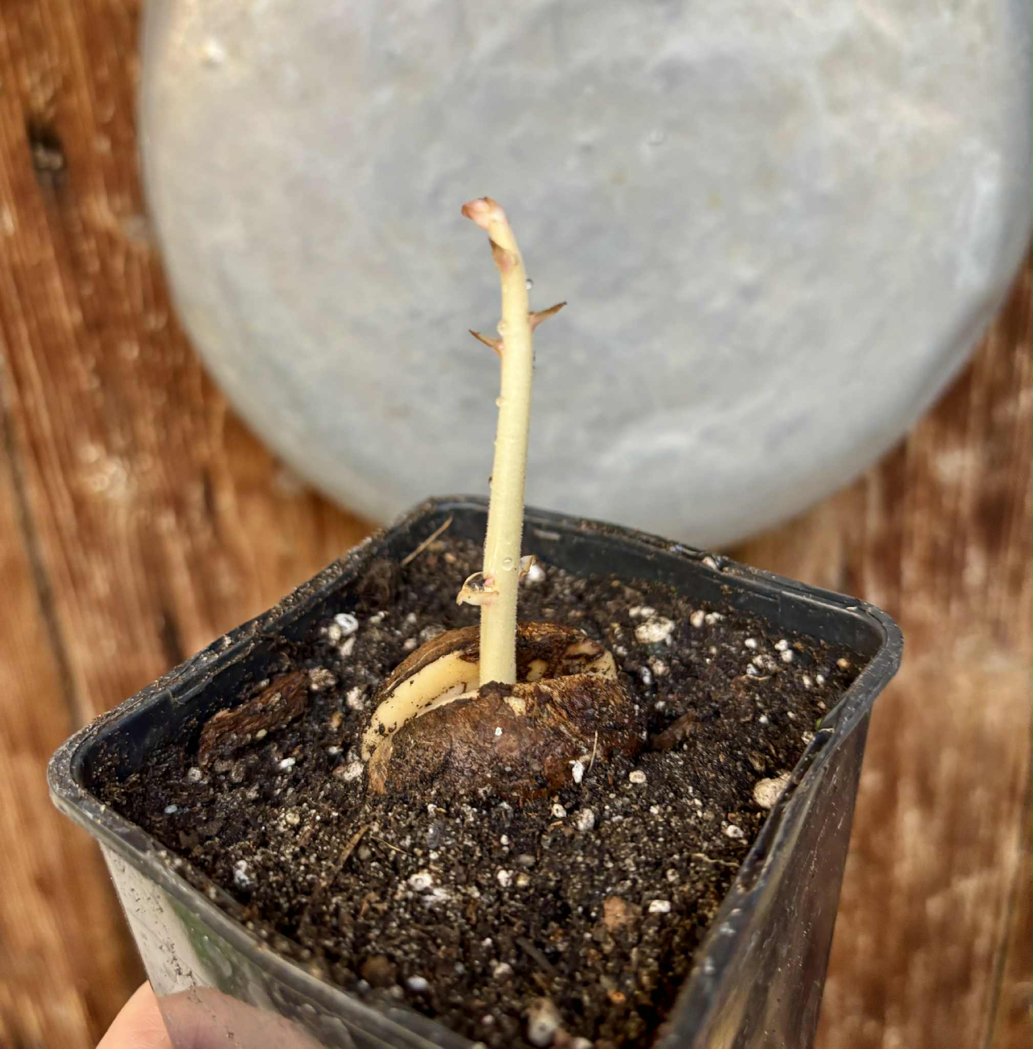 Cynometra malaccensis -  1 potted seedling / 1 getöpfter Sämling