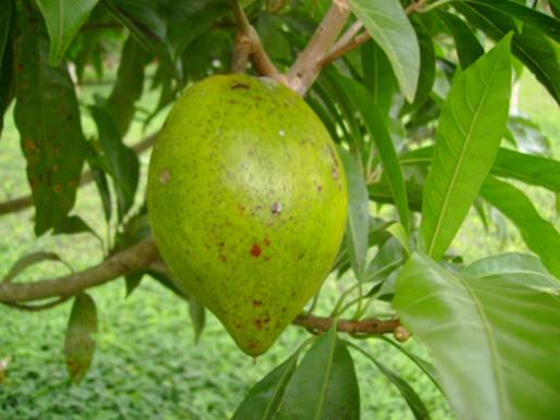 Pouteria macrophylla - 1 fresh seed / 1 frischer Samen