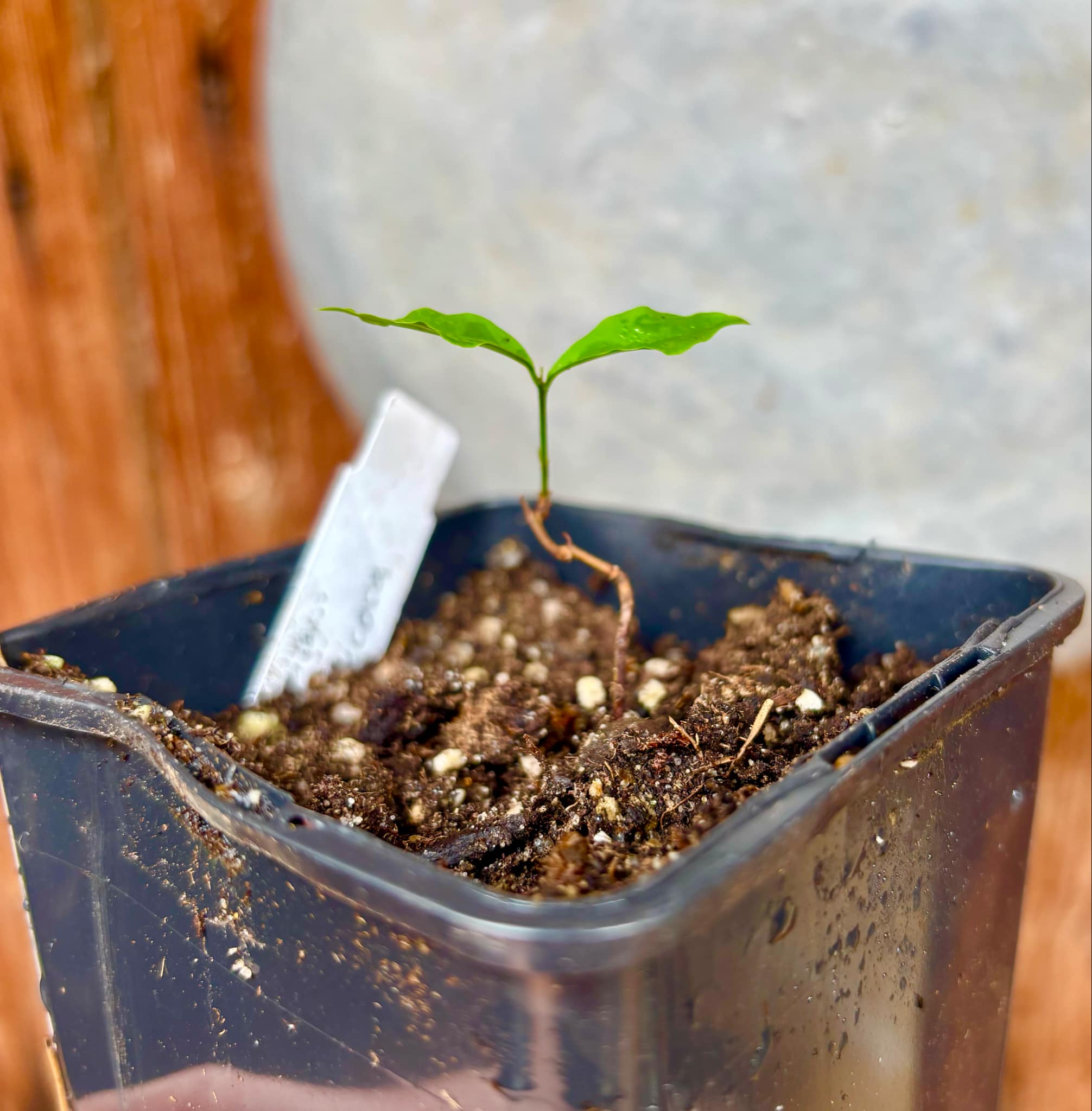 Eugenia neoverucosa - 1 small potted seedling / 1 kleiner, getopfter Sämling