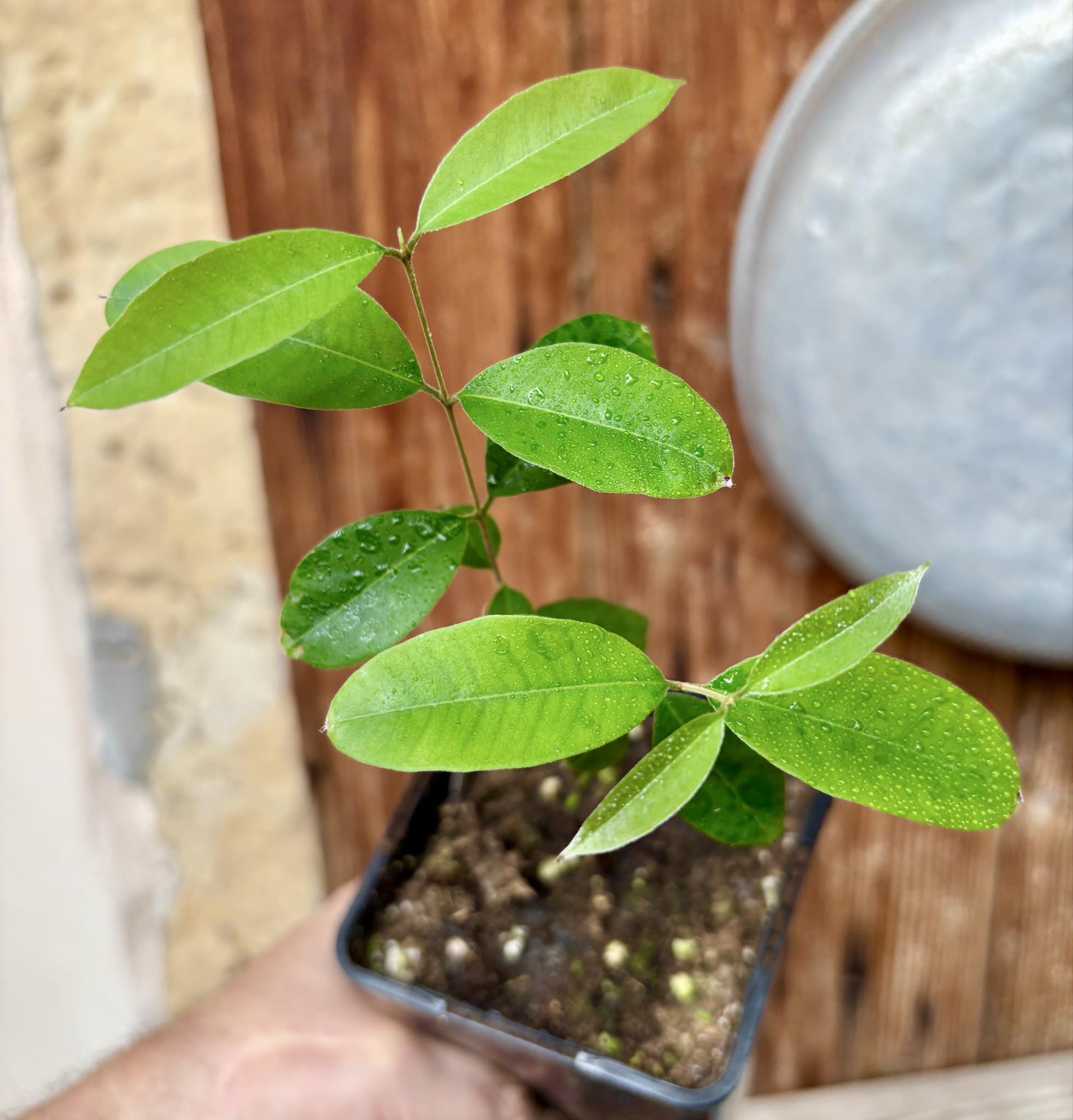 Uvaia do Visconde (Eugenia beaurepairiana) - potted seedling / 1 getopfter Sämling