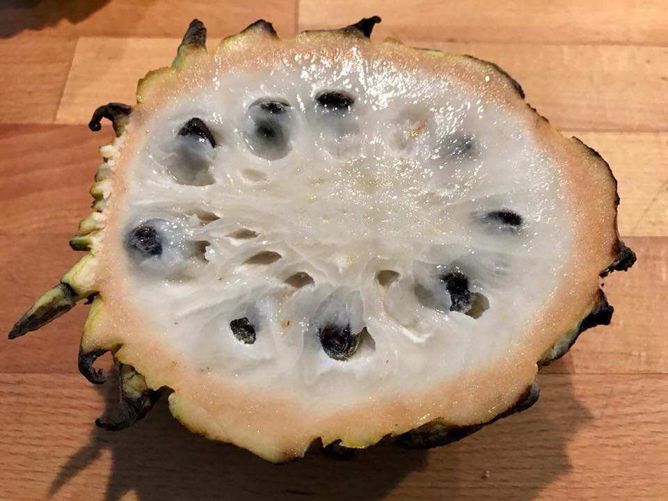 Annona mucosa - Biriba / Rollinia- 1 germinated seed / 1 gekeimter Samen