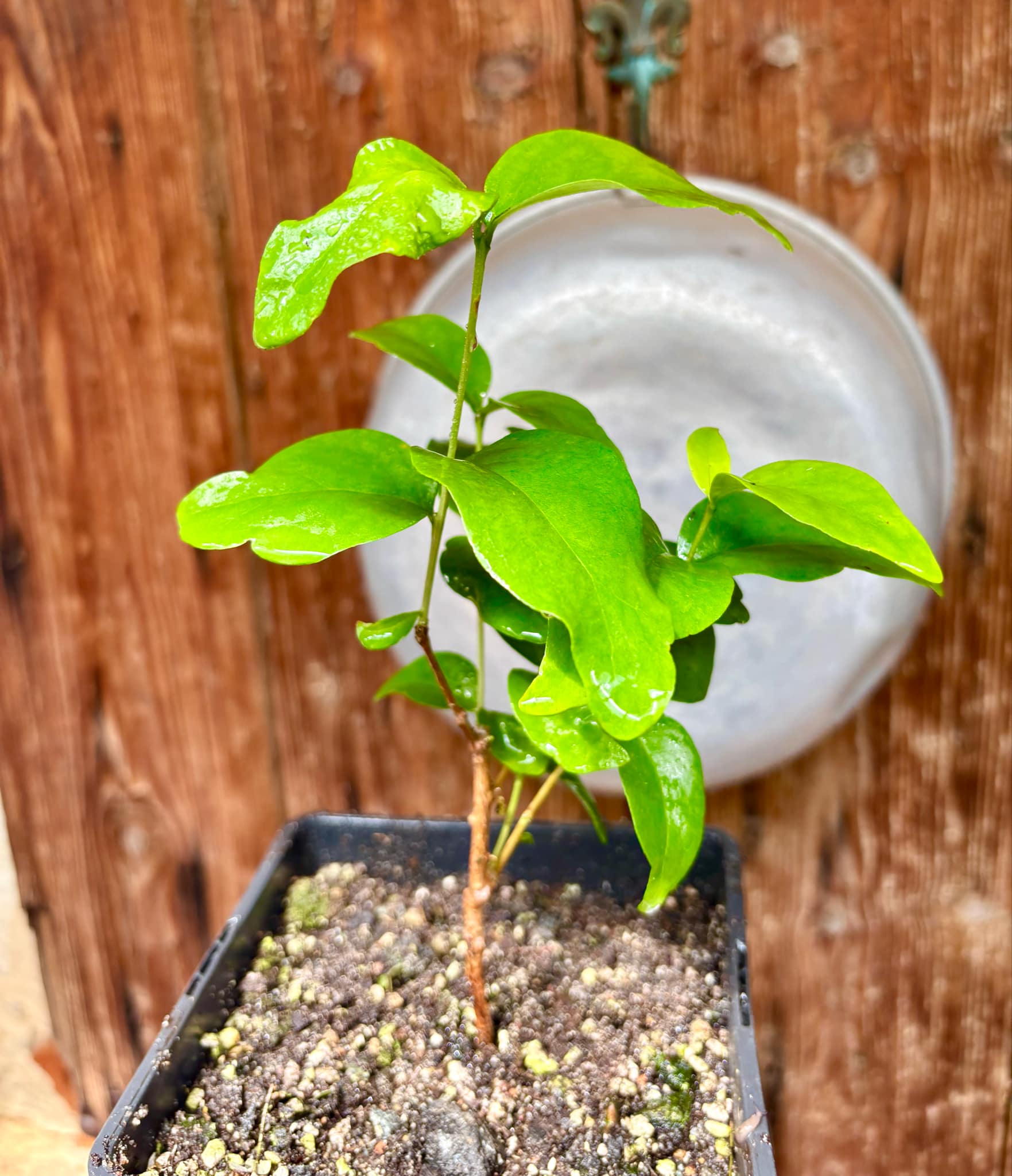 Eugenia sp Laranja Serralandia - 1 potted plant / 1 getopfte Pflanze