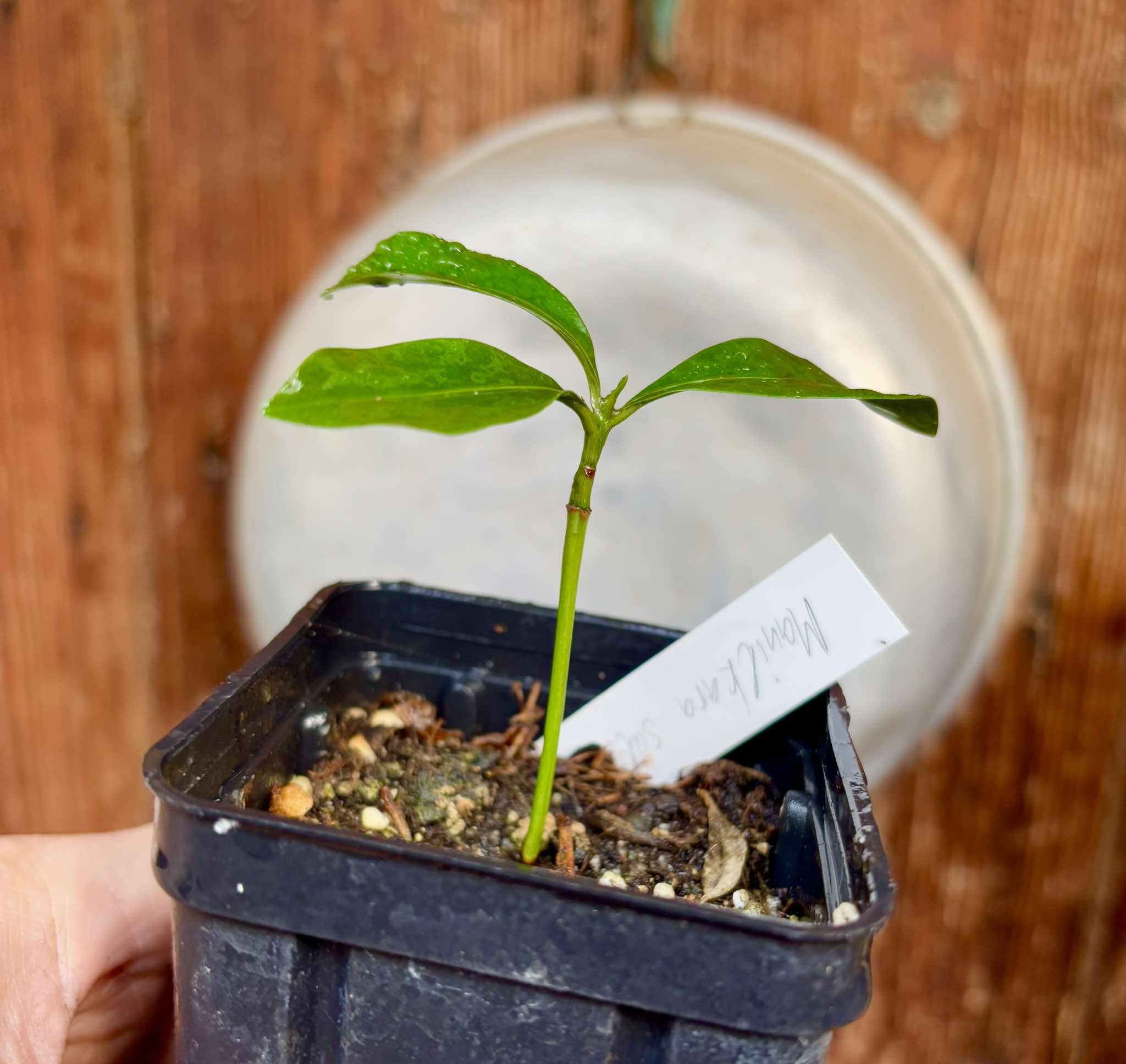 Manilkara salzmannii  - 1 potted plant /1 getopfte Pflanze