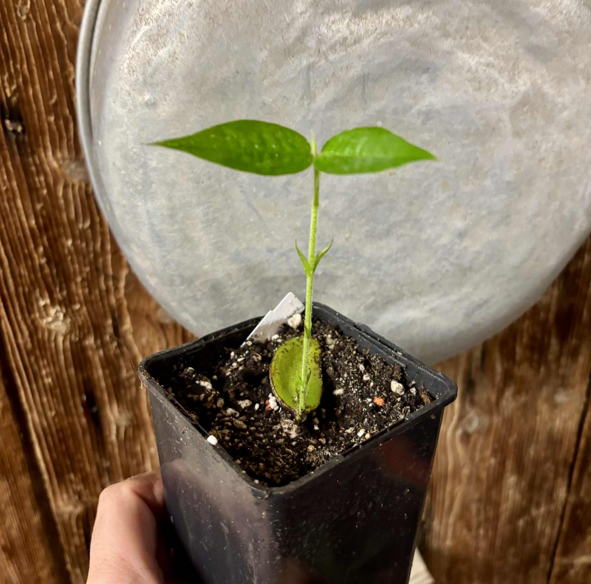 Cambucá-de-calo - (Plinia callosa) -  1 potted seedling / 1 getopfter Sämling