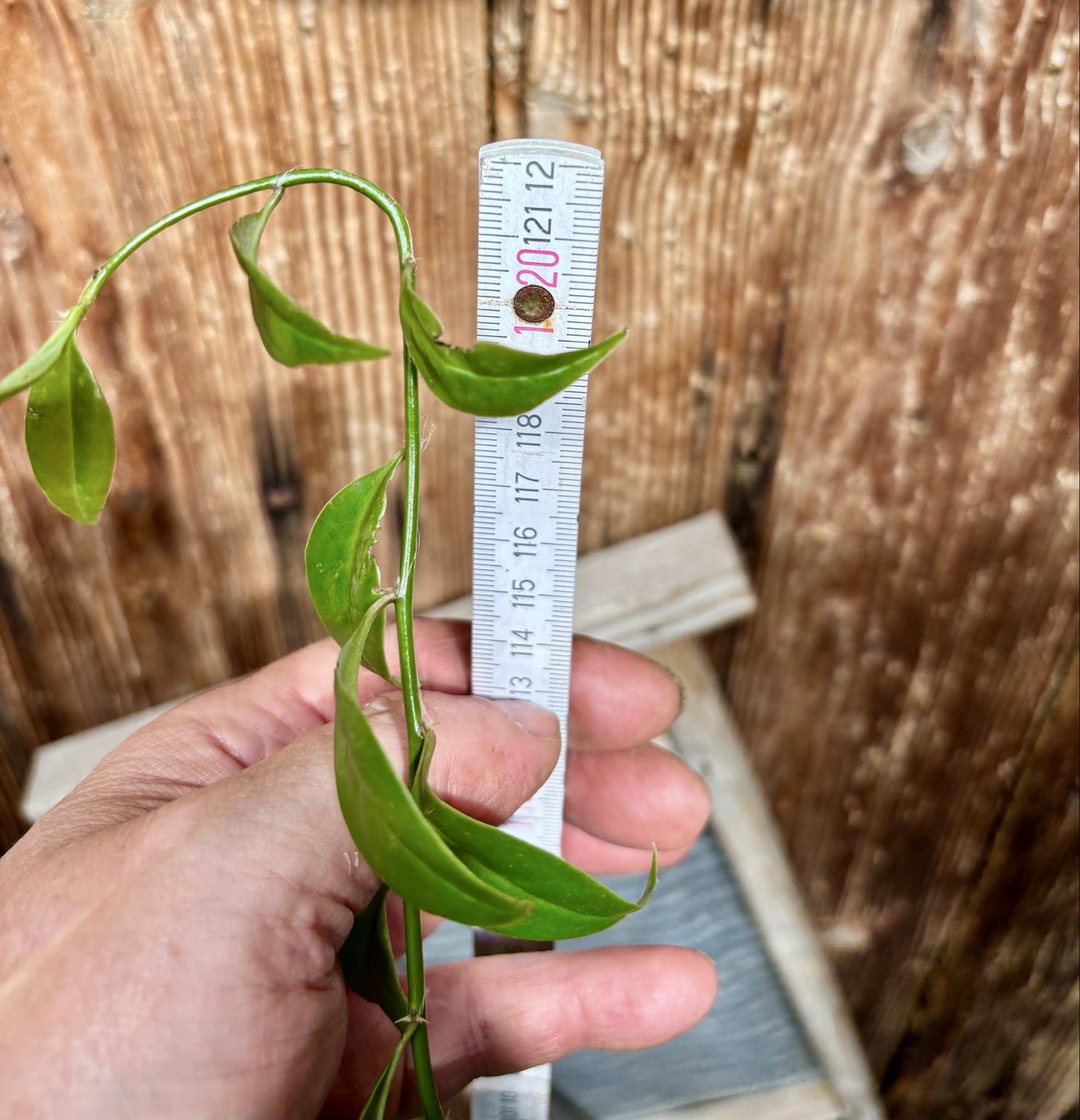 1.2m plant - Barbados Gooseberry - Pereskia aculeata - 1 potted plant / 1 getopfte Pflanze 1.2m plant - Barbados Gooseberry - Pereskia aculeata - 1 potted plant / 1 getopfte Pflanze