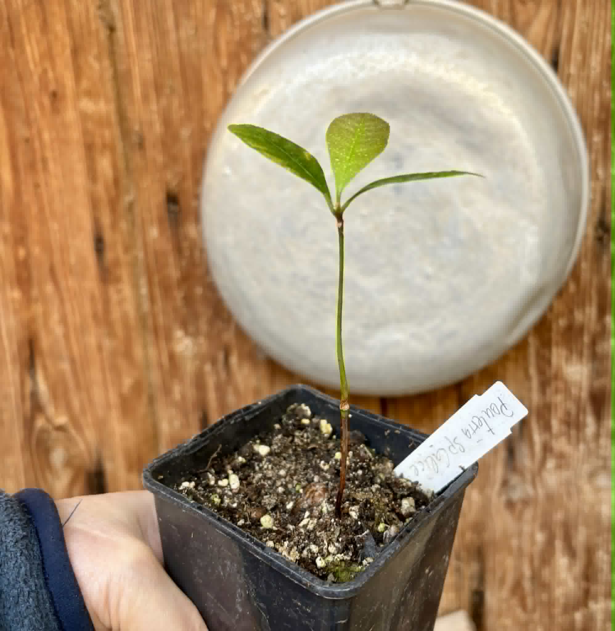 Pouteria sp Calice de Flor  -  1 potted seedling / 1 getopfter Sämling