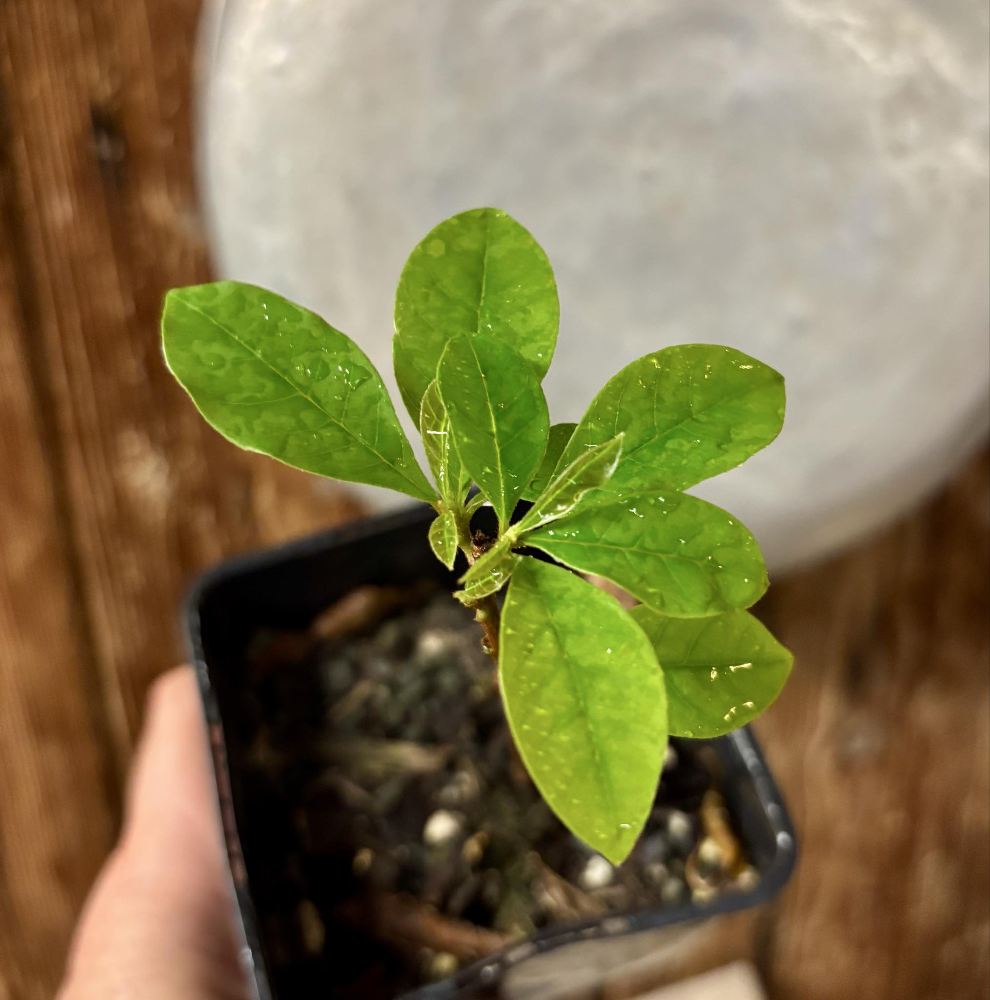 Marmixa (Pradosia lactescens) - 1 potted plant / 1 getopfte Pflanze Marmixa (Pradosia lactescens) - 1 potted plant / 1 getopfte Pflanze