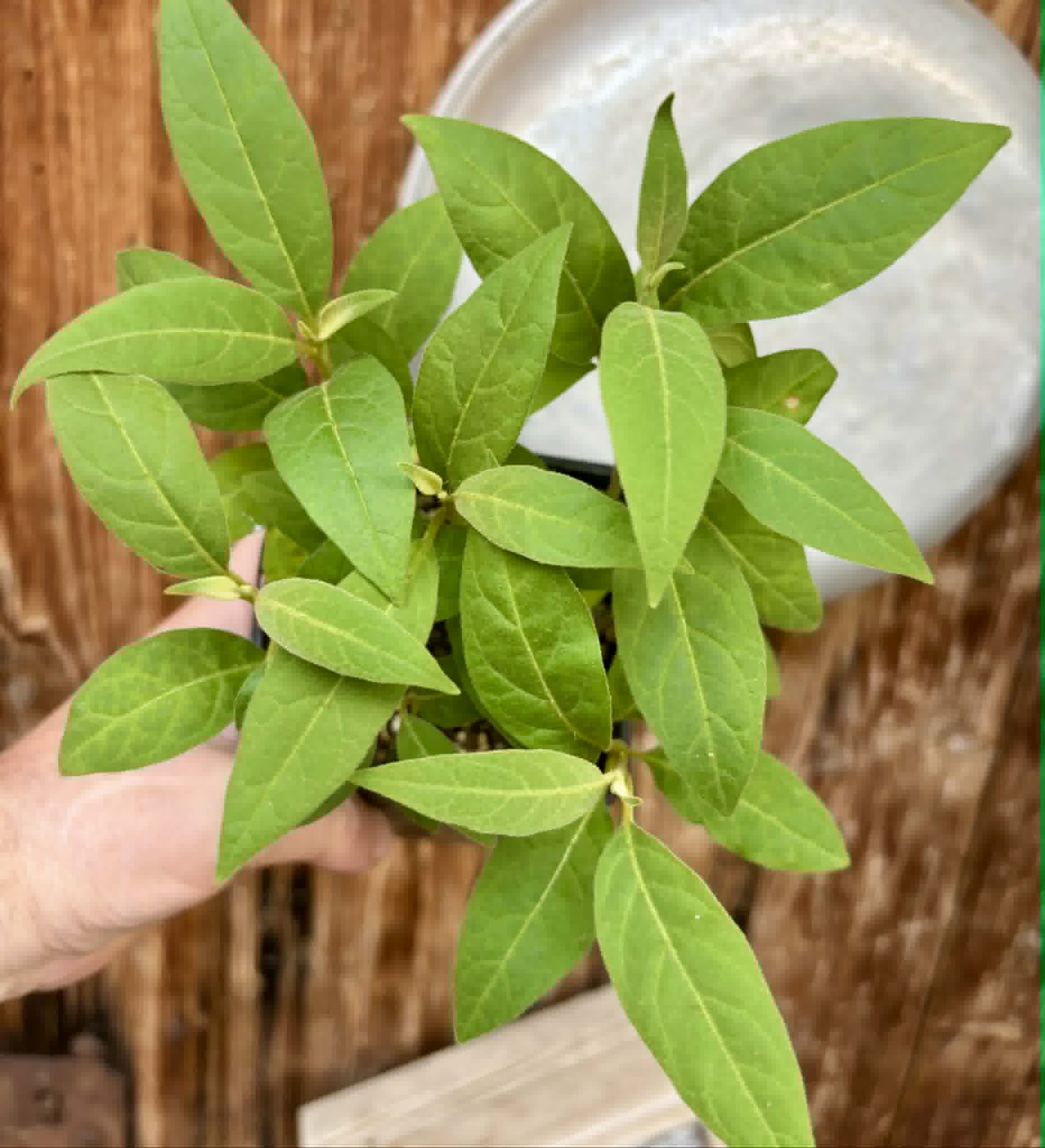 9 in 1 pot - Solanum sp. Mata Escura - 9 seedlings in one pot - 9 Sämlinge in einem Topf