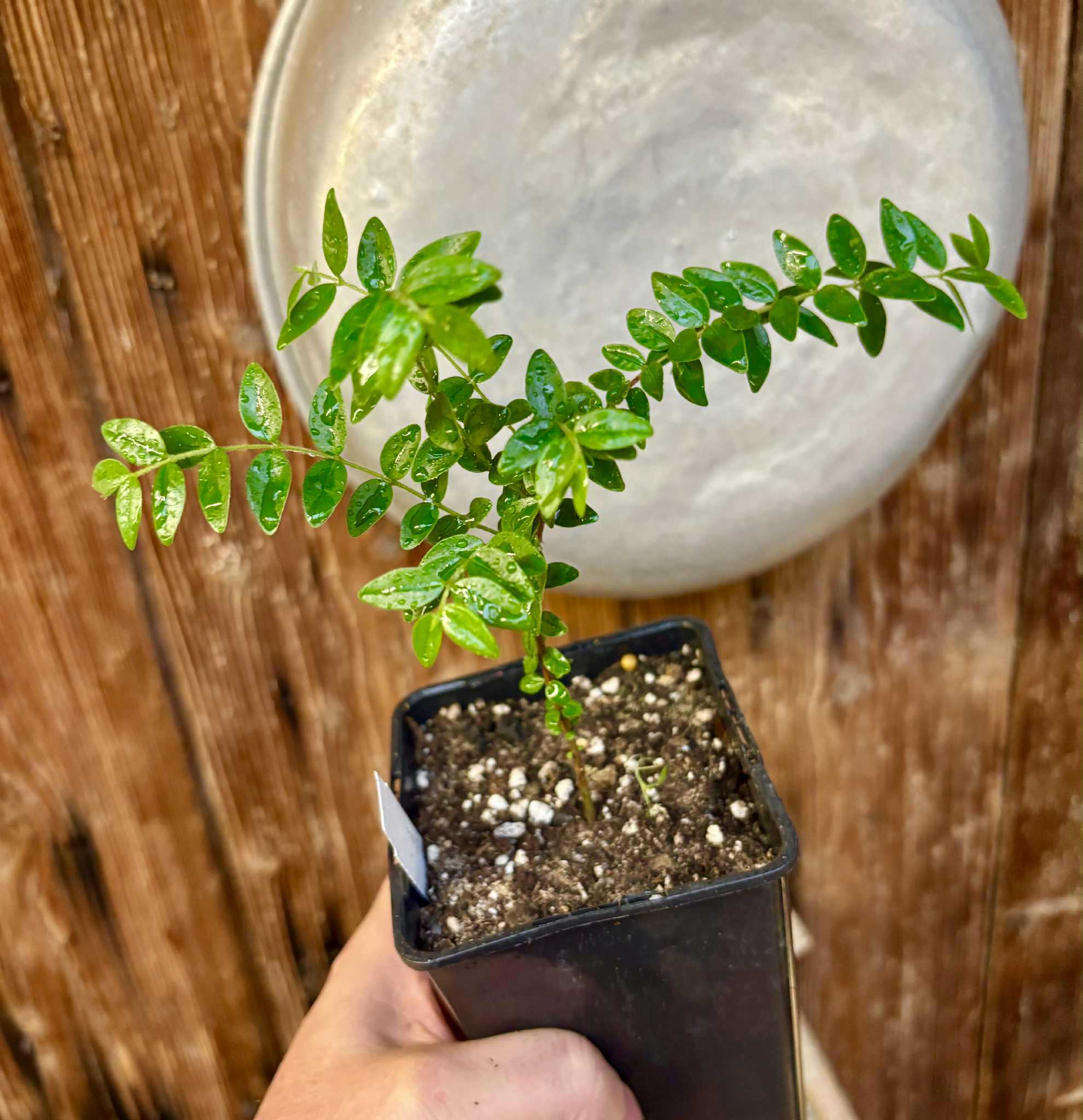 Myrciaria sp Pastora - 1 potted seedling / 1 getopfter Sämling Myrciaria sp Pastora - 1 potted seedling / 1 getopfter Sämling