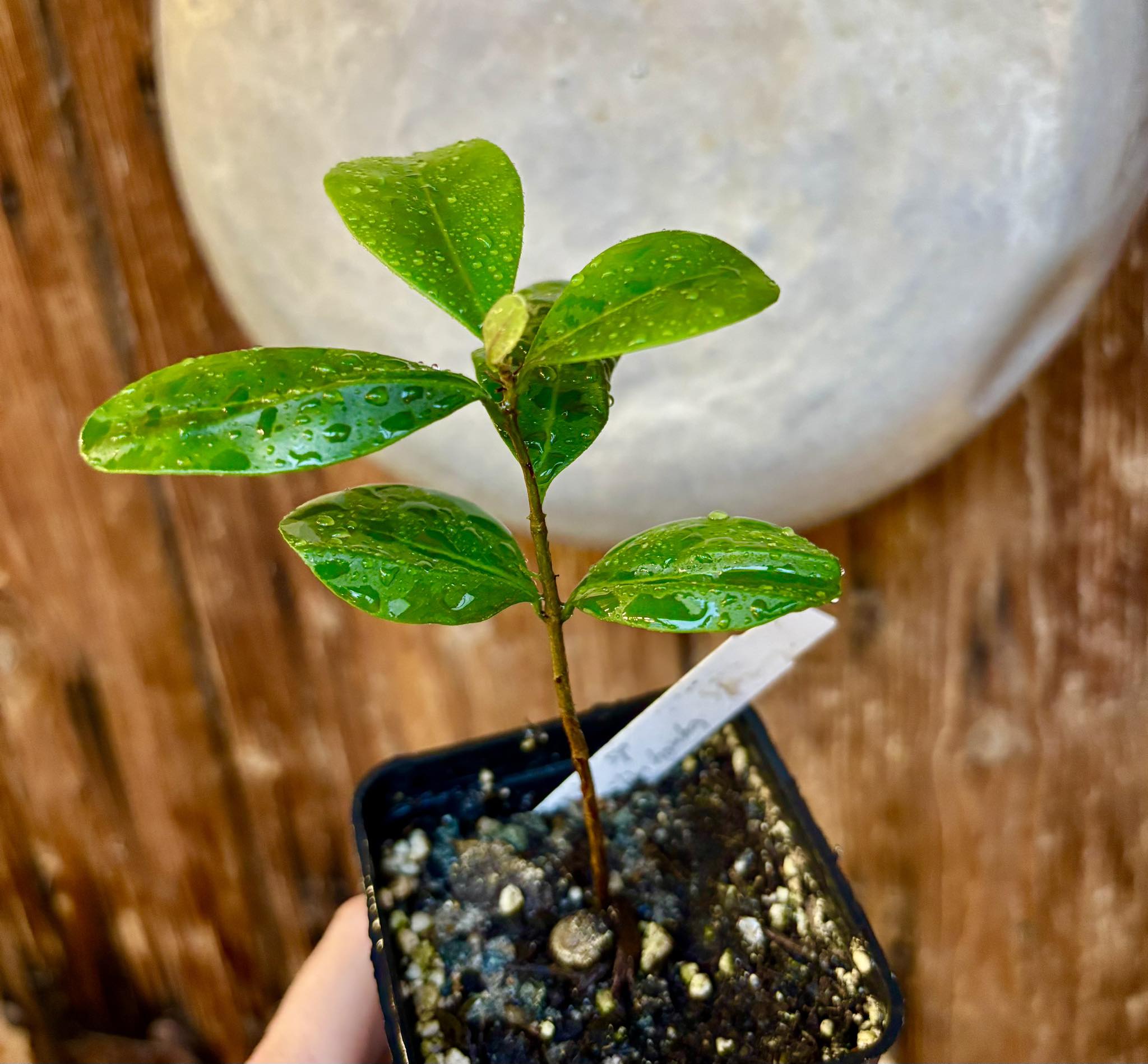 Myrcia sp Jequitinhonha - 1 potted seedling / 1 getopfter Sämling