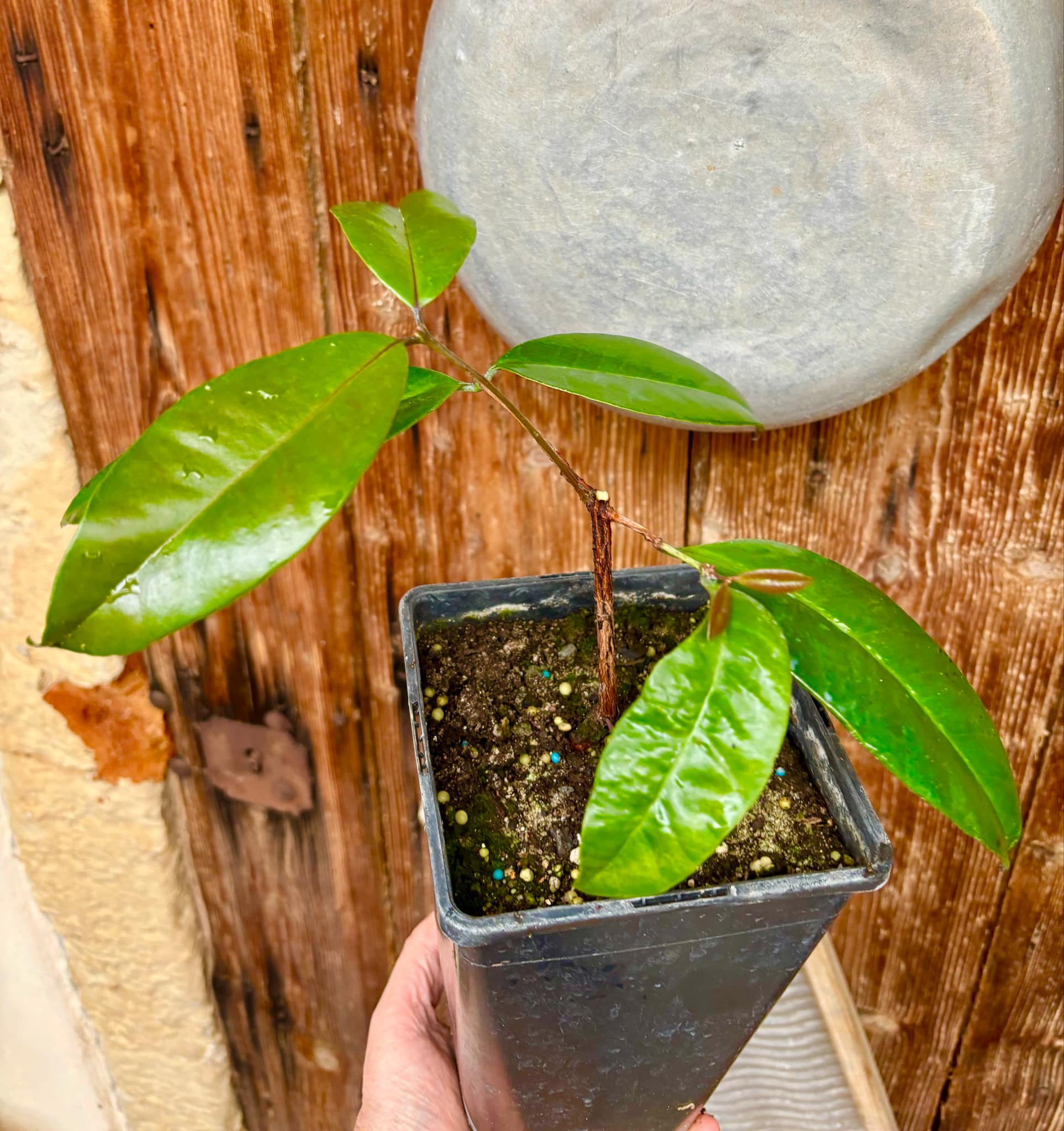 Eugenia sp BIG Eugenao Bolao -  1 potted plant / 1 getopfte Pflanze 
