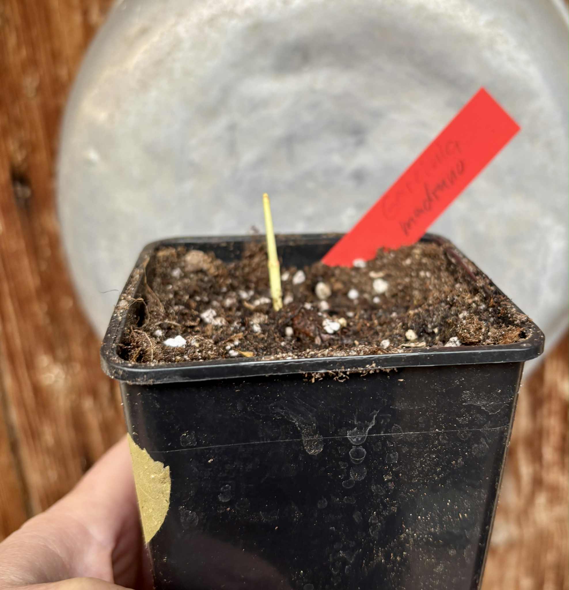 Garcinia madruno - 1 potted seedling / 1 getopfter Sämling