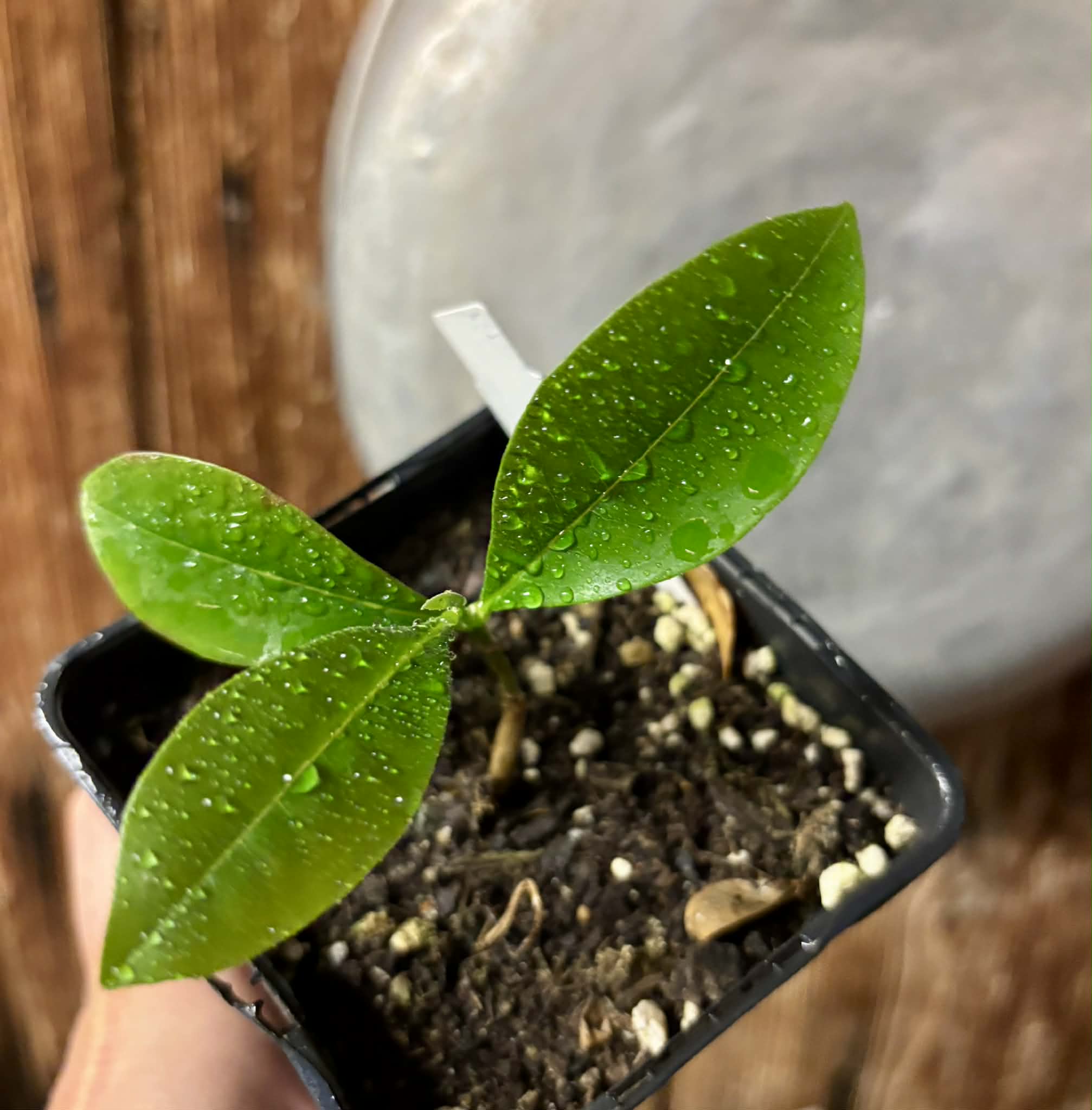 Duguetia lanceolata - Pindaiba - 1 potted seedling / 1 getopfter Sämling