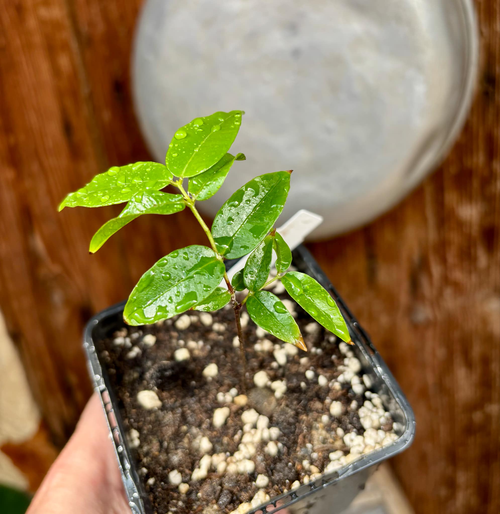 Myrciaria sp Jaboticaba - 1 potted plant / 1 getopfte Pflanze