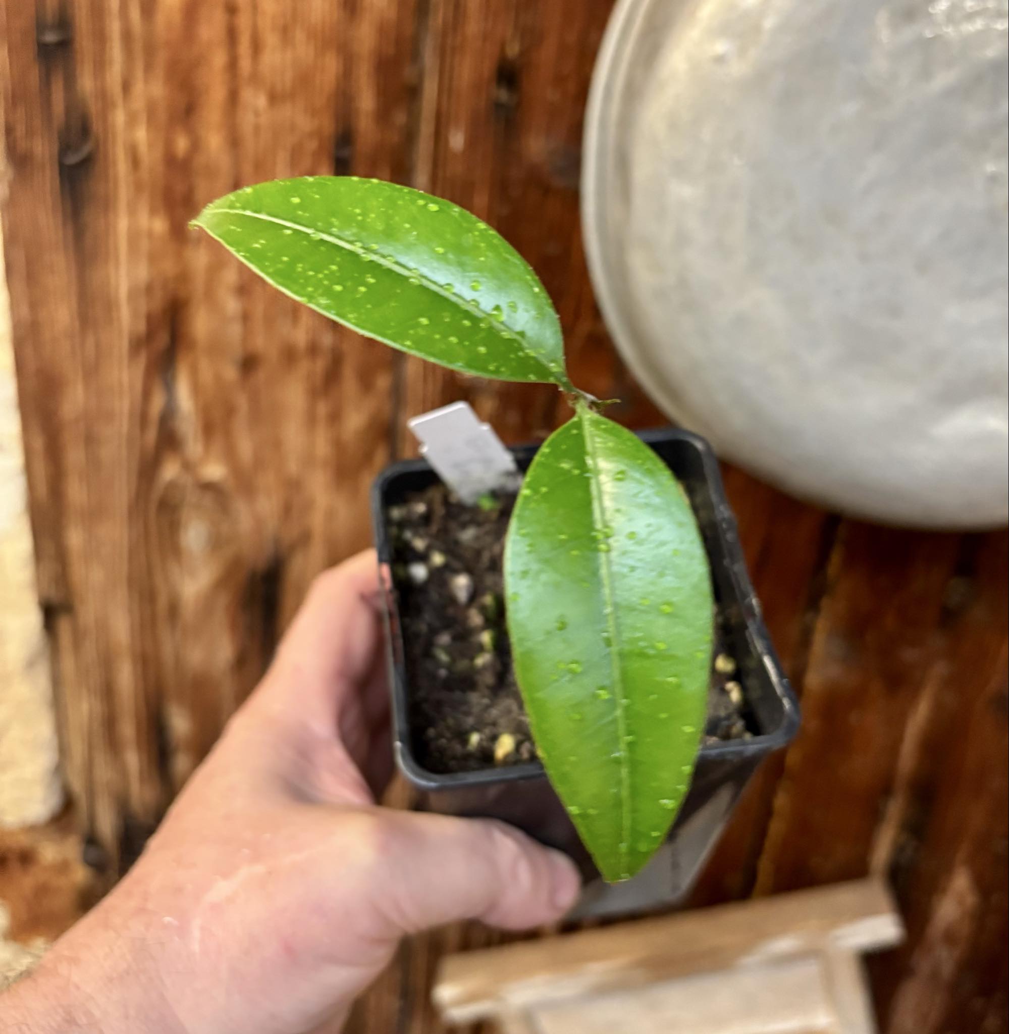 Eugenia sp Abacate -  1 small potted seedling / 1 kleiner, getopfter Sämling