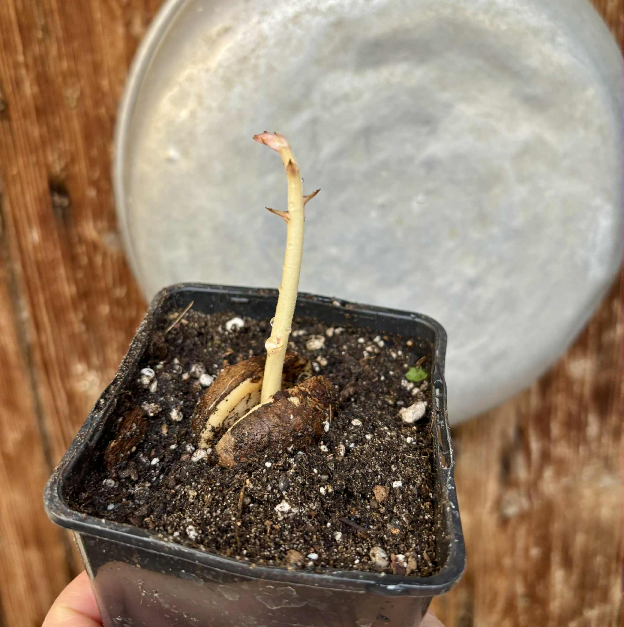 Cynometra malaccensis -  1 potted seedling / 1 getöpfter Sämling